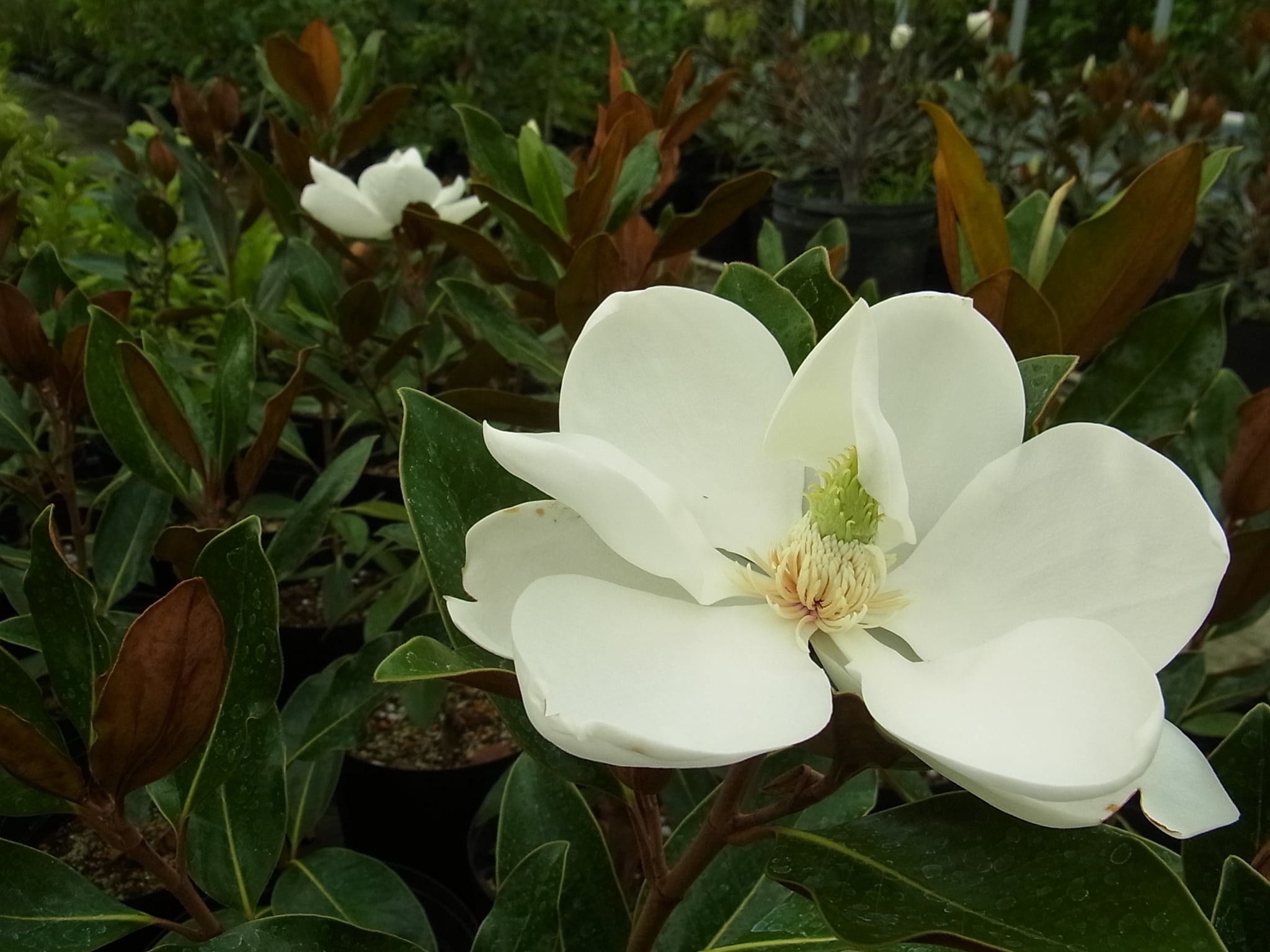 タイサンボク'リトルジェム' | 樹木好き！ I Love Trees