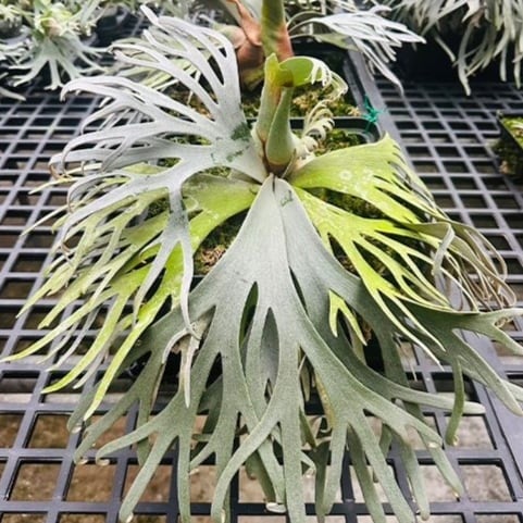 P.willinckii 'Bacteria' / ビカクシダ ウィリンキー バクテリア⑧