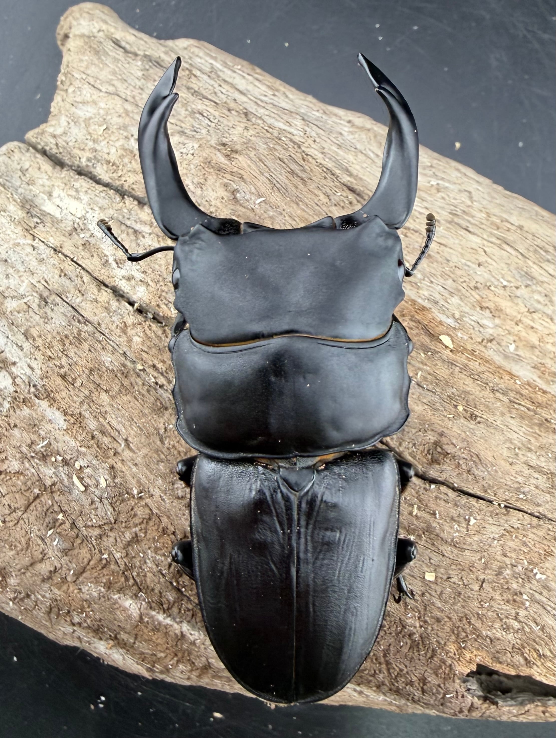 オオクワガタ 久留米血統 83.5mm ペア》 | KPW公式オンラインショップ