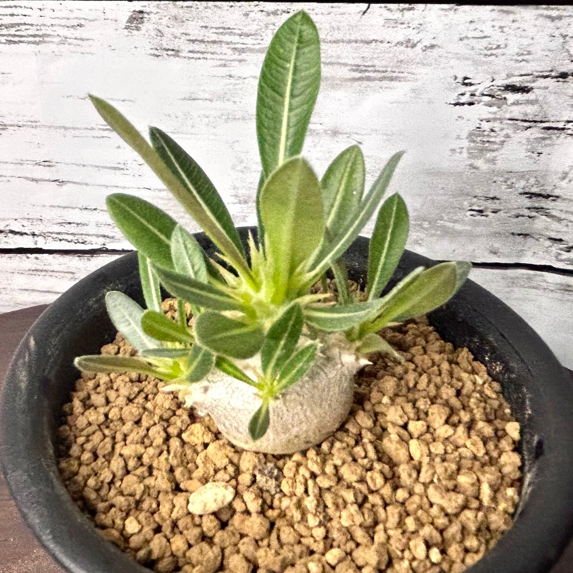 パキポディウム ブレビカリックス 塊根植物 コーデックス BR20601 | PLARE