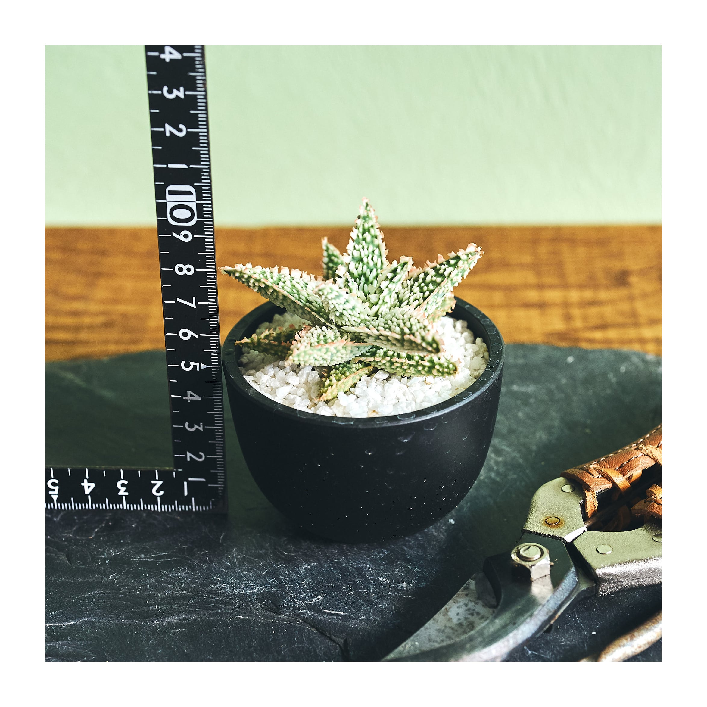 Aloe hybrid アロエ ハイブリッド hy1 | いい日あたり