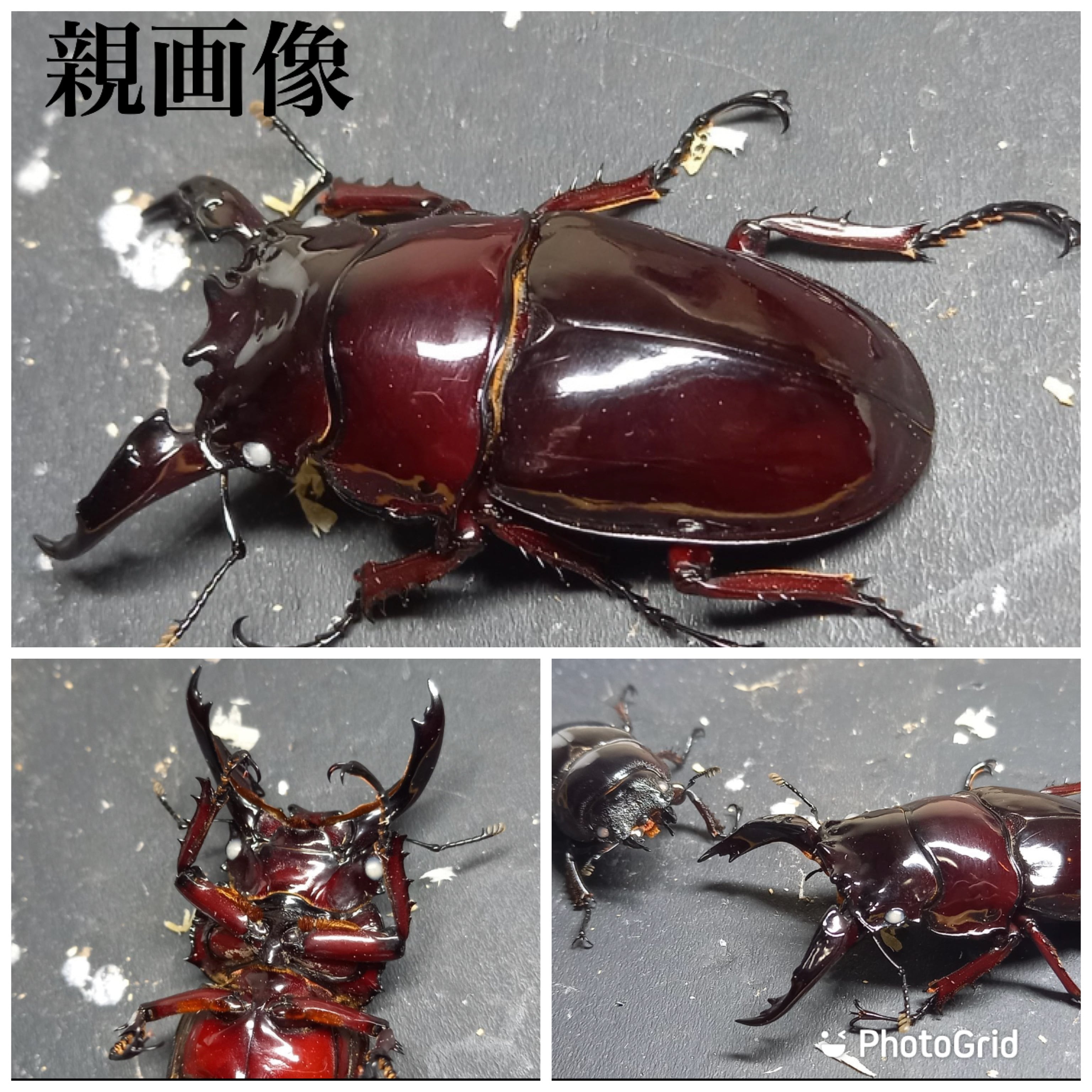 赤レギウスオオツヤクワガタ 雄 白眼 | カブトムシ・クワガタ優良専門