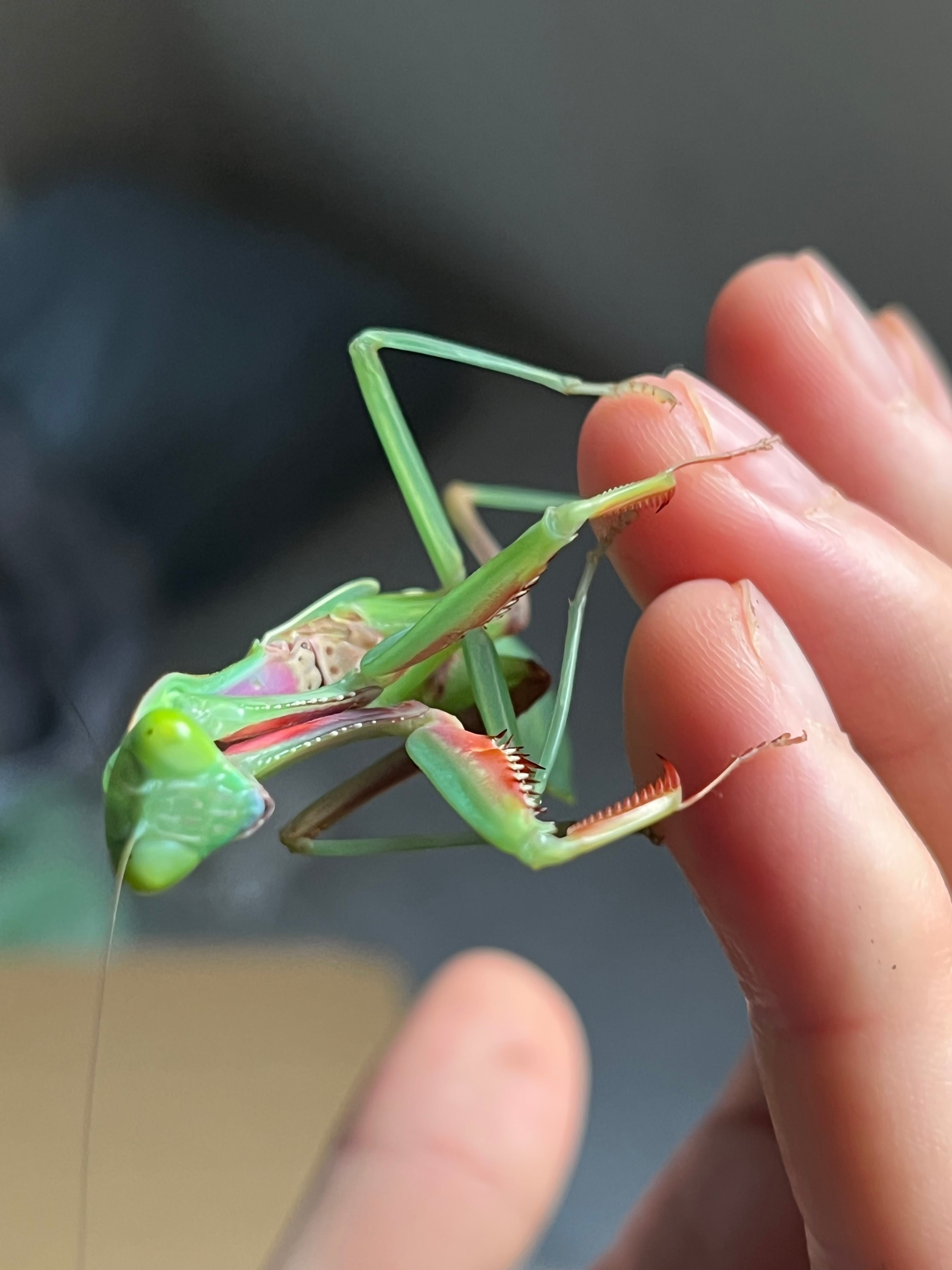 ペア】オーストラリアンジャイアントレインフォレストマンティス 全長