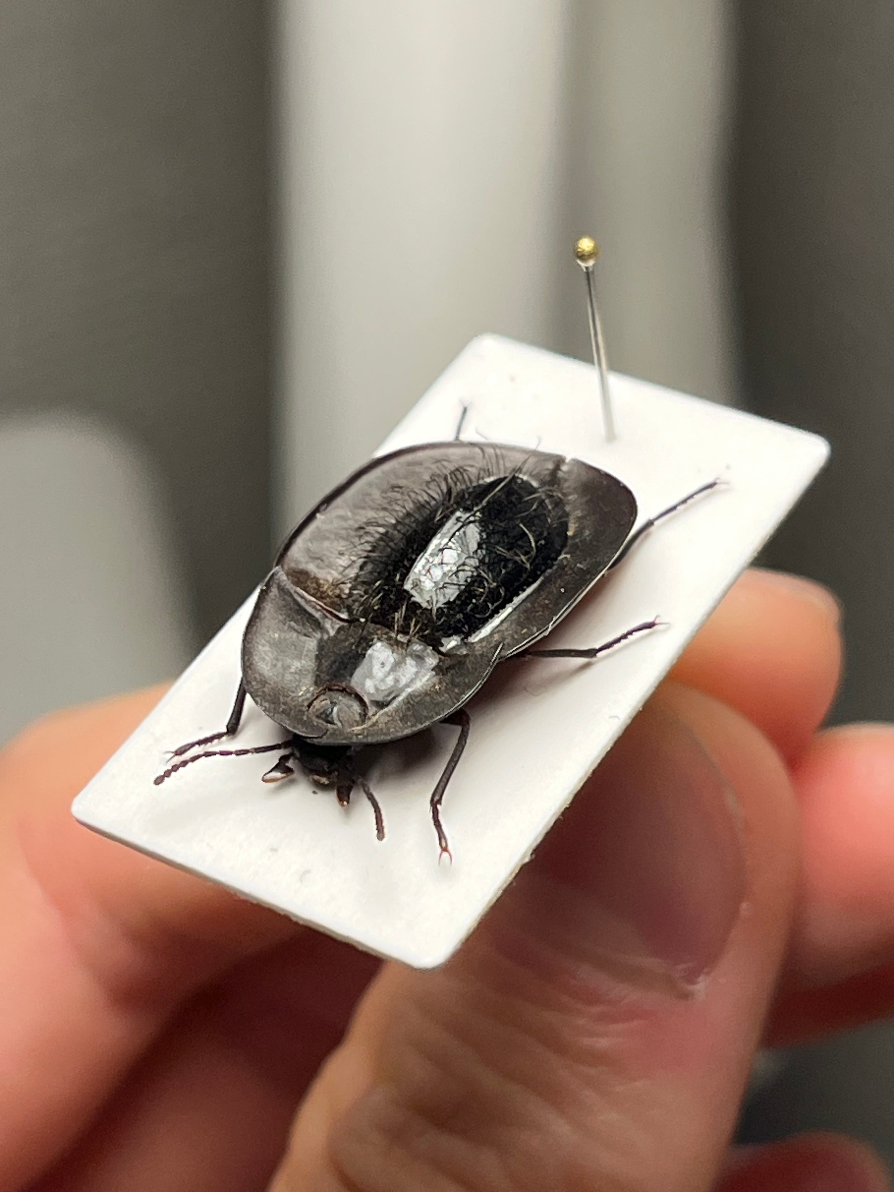 塵虫•黒艶虫 | オモニキチュウ