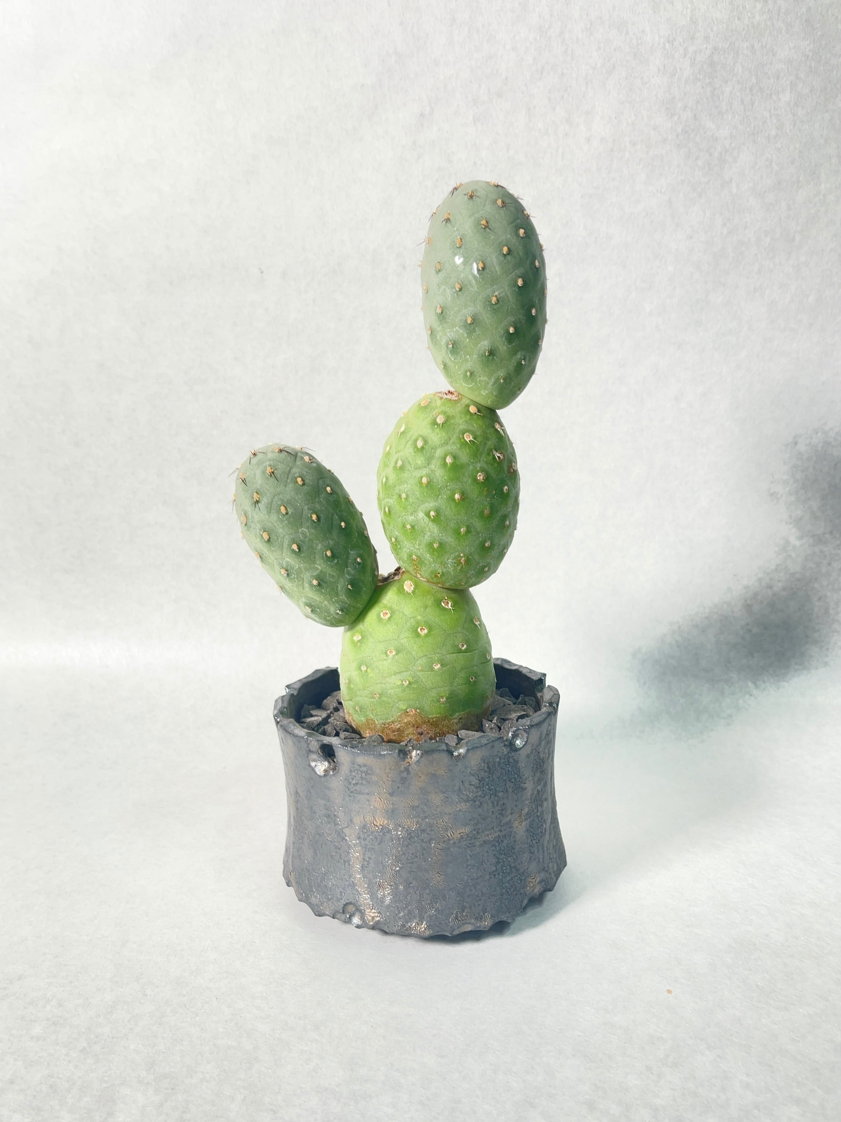 テフロカクタス・ゲオメトリクス | trigger