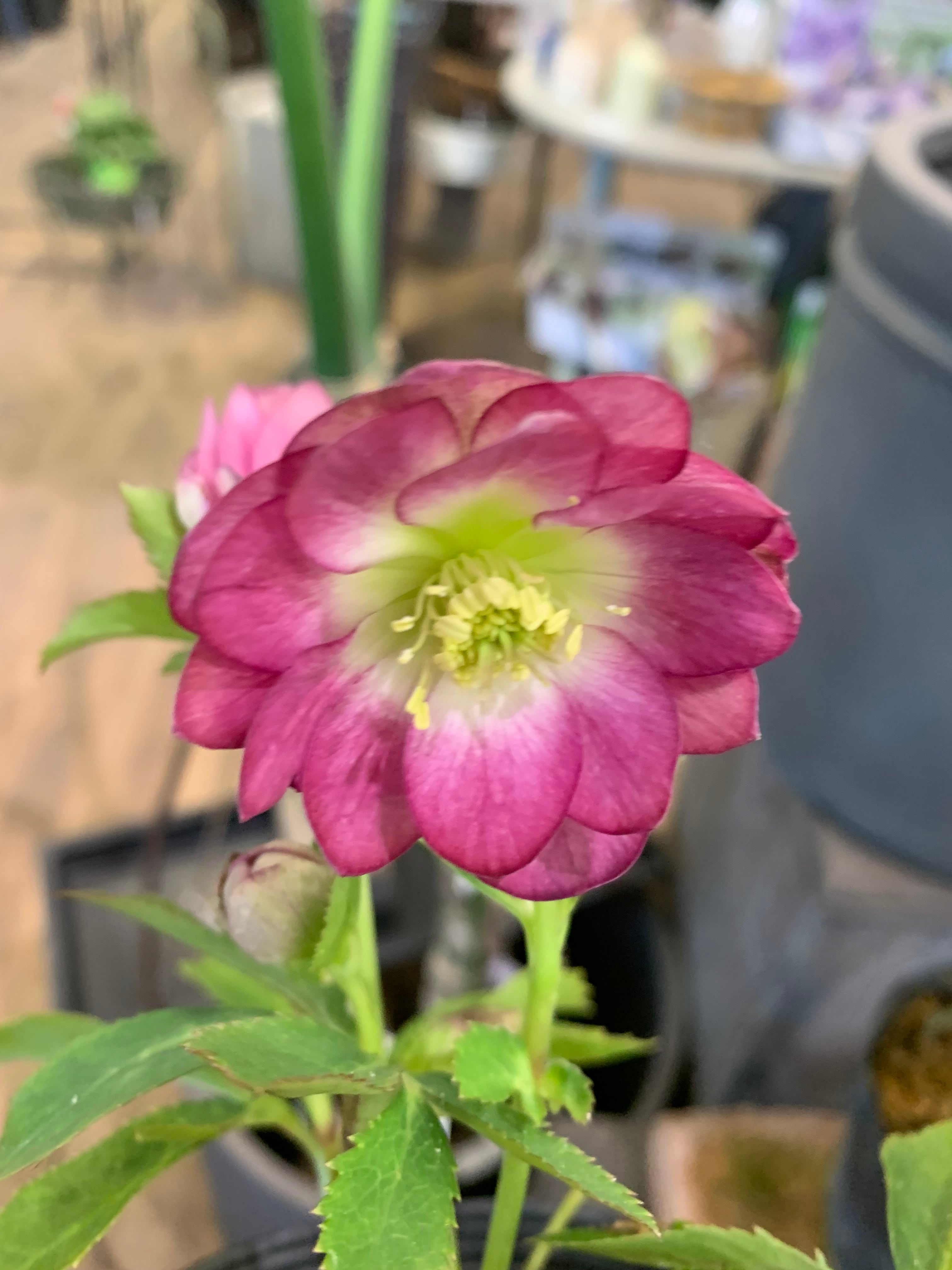 希少‼️⑧加藤農園さんのプレミアムクリスマスローズ グロッシーカラー