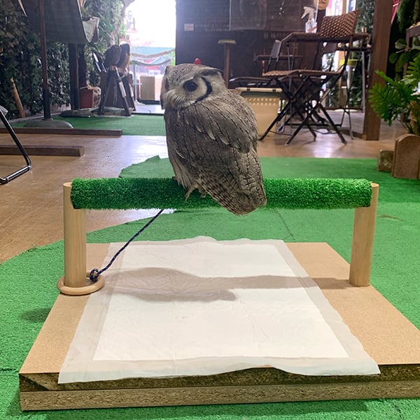 パーチ 木製【フクロウ 猛禽類用】 | アトリエ ぽっくる