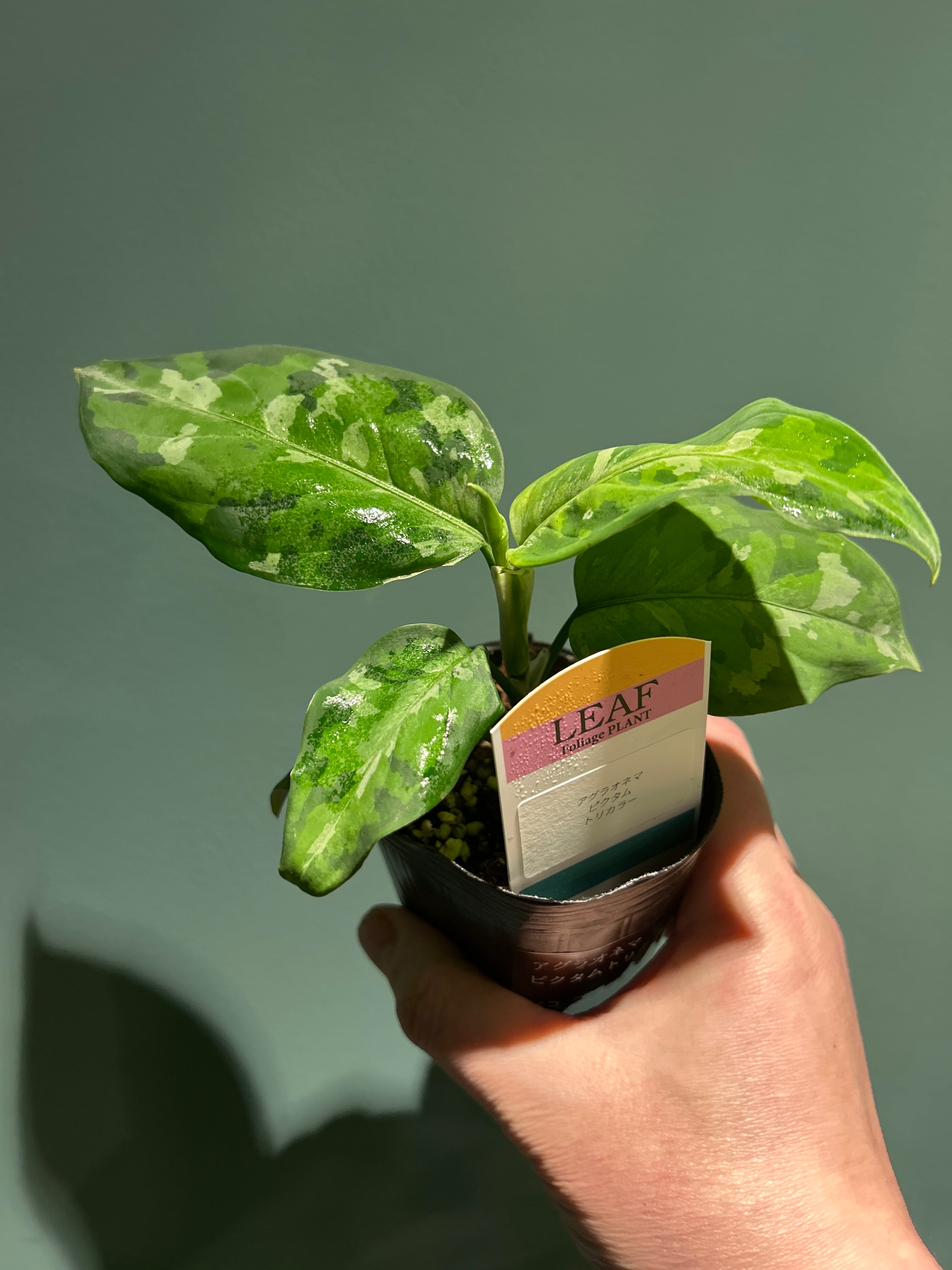 ガジュマル ねじり8号 | 植物との暮らし apricot