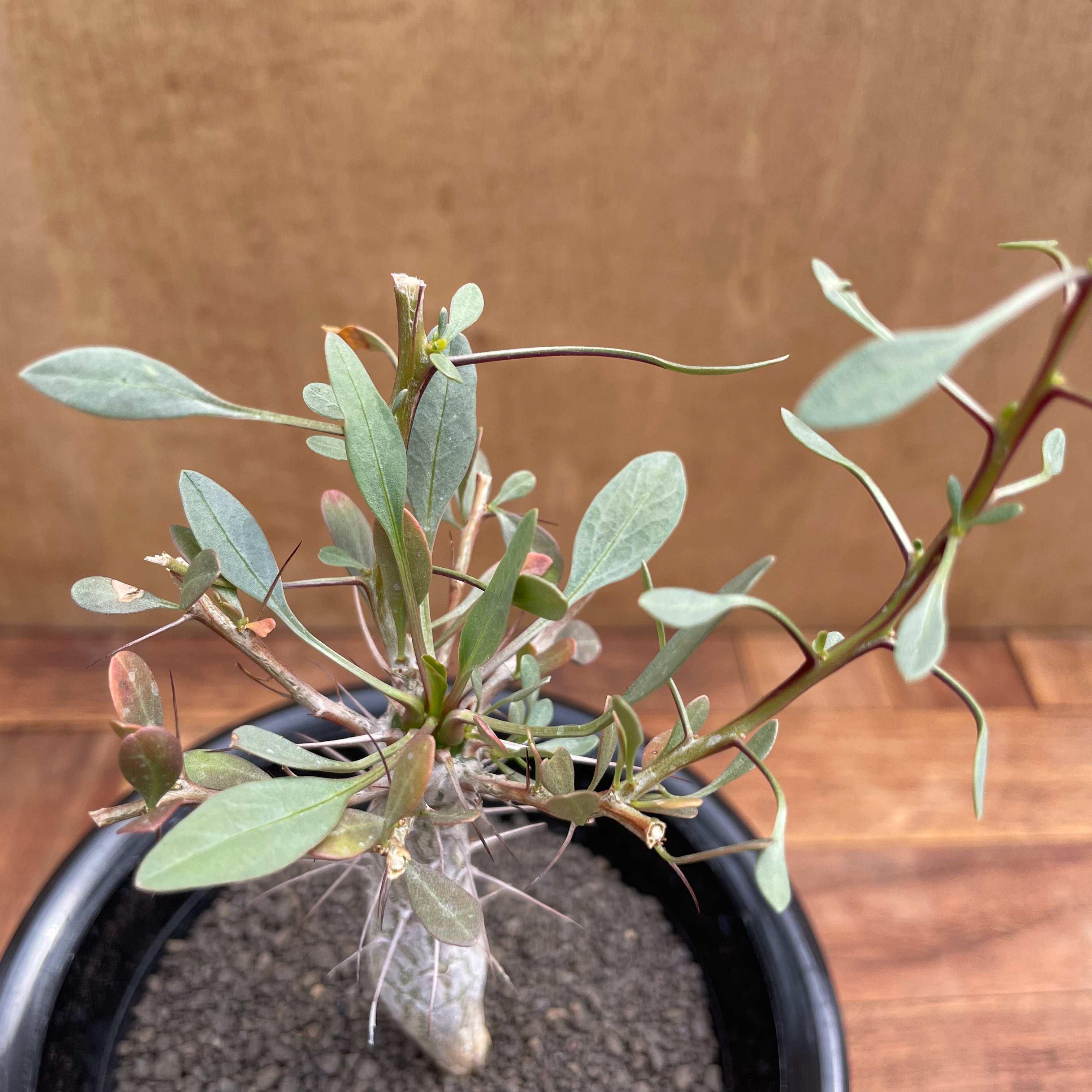 フォークイエリア コルムナリス 観峰玉 実生 【公式通販】