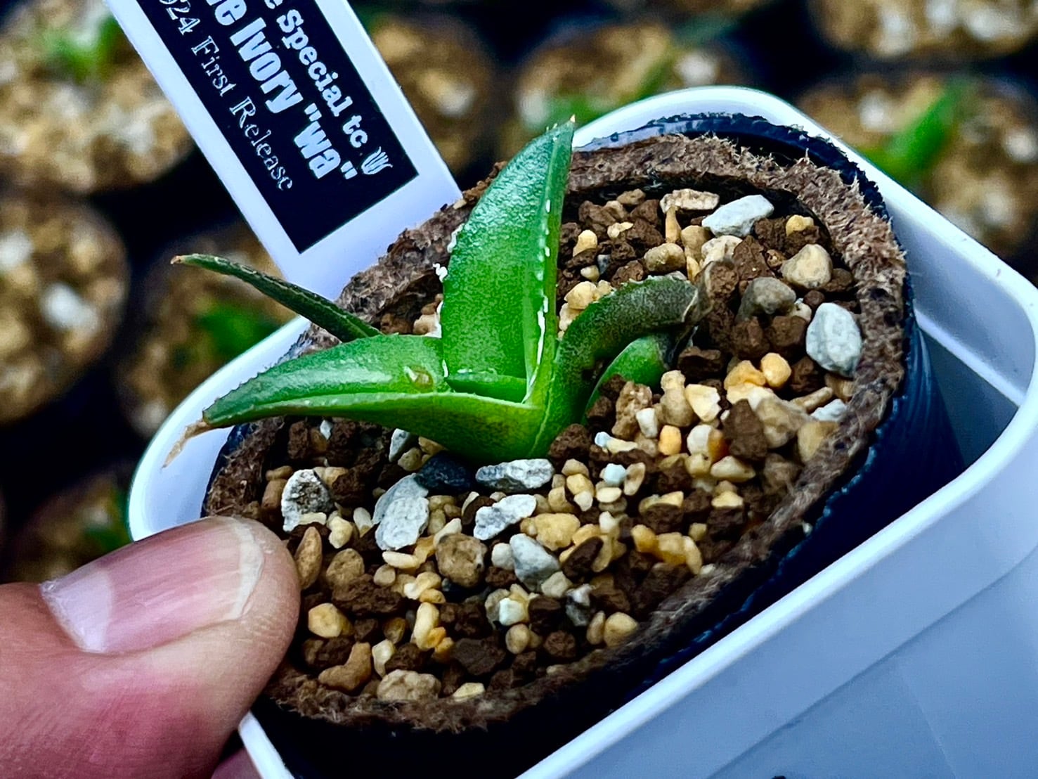 9617a969f32b2a3e4476f0a89f92fd