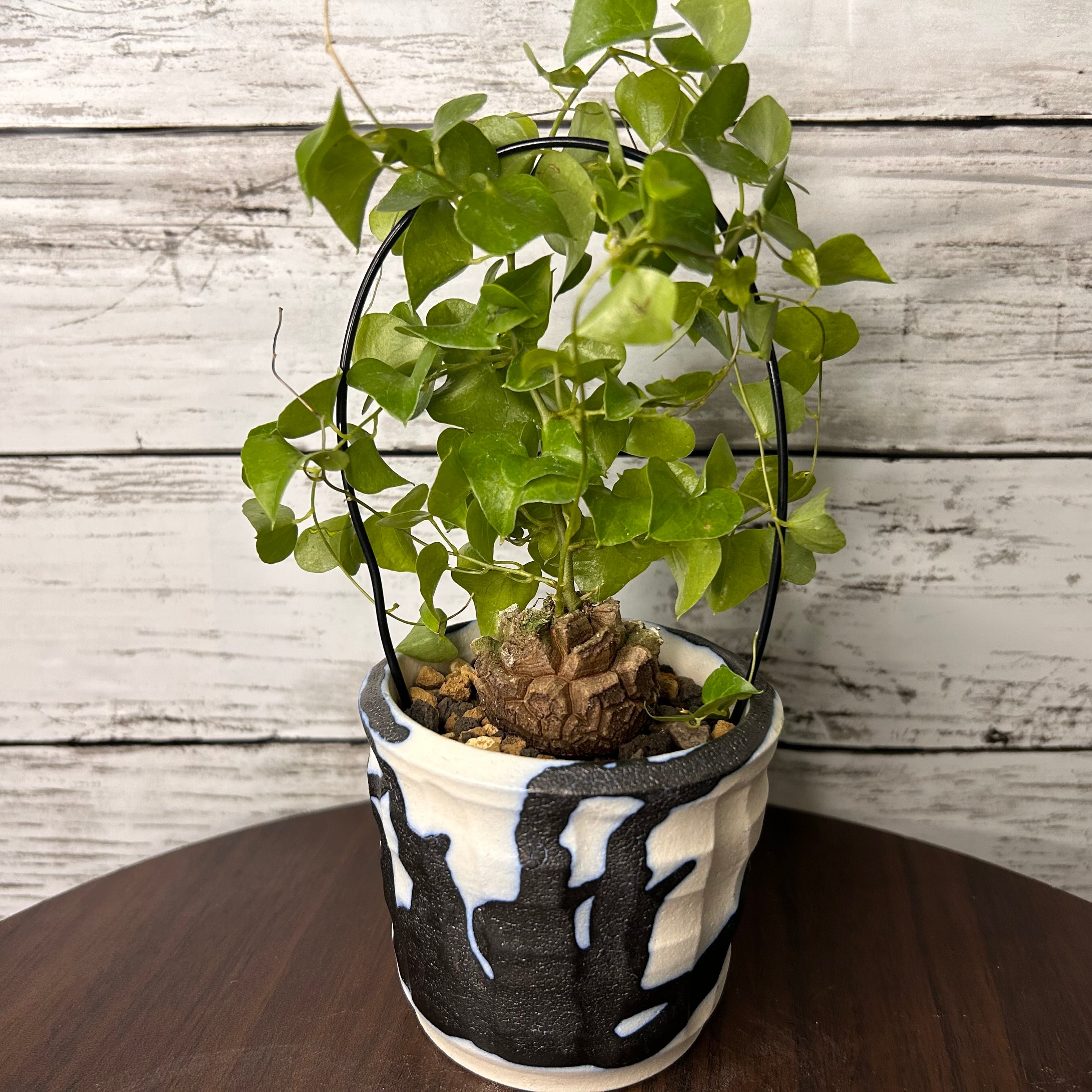 約4cm 鉢入り亀甲竜 バキバキ割れ ディオスコレア 塊根植物 | PLARE