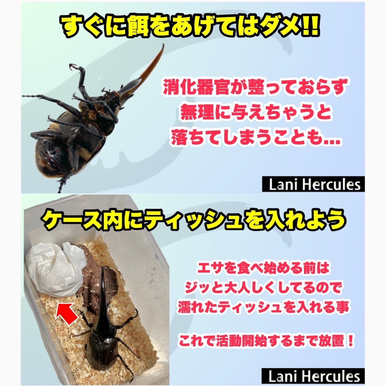 レックスゾウカブト 成虫 (オス) 別名 アクティオンゾウカブト オス