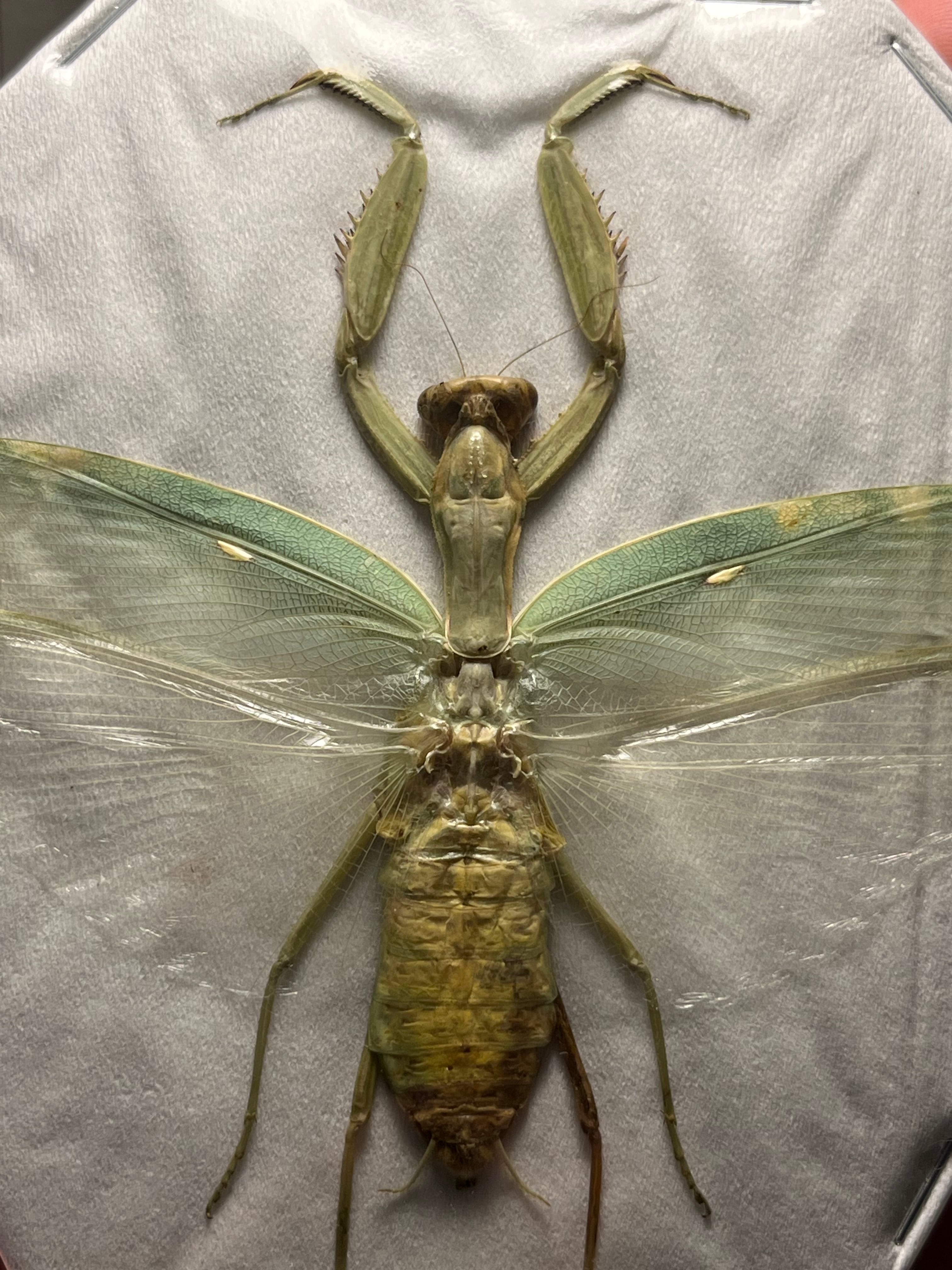 極美】ハラビロカマキリ Hierodula 昆虫標本 スパイダーマンティス