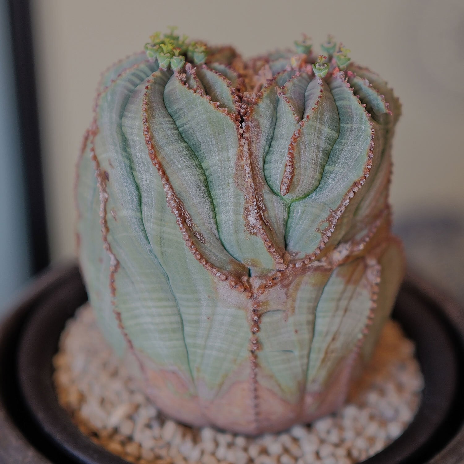 メス株【超厳選株】ダブル綴化ヘッド 捻じれ マウンテン モンスト