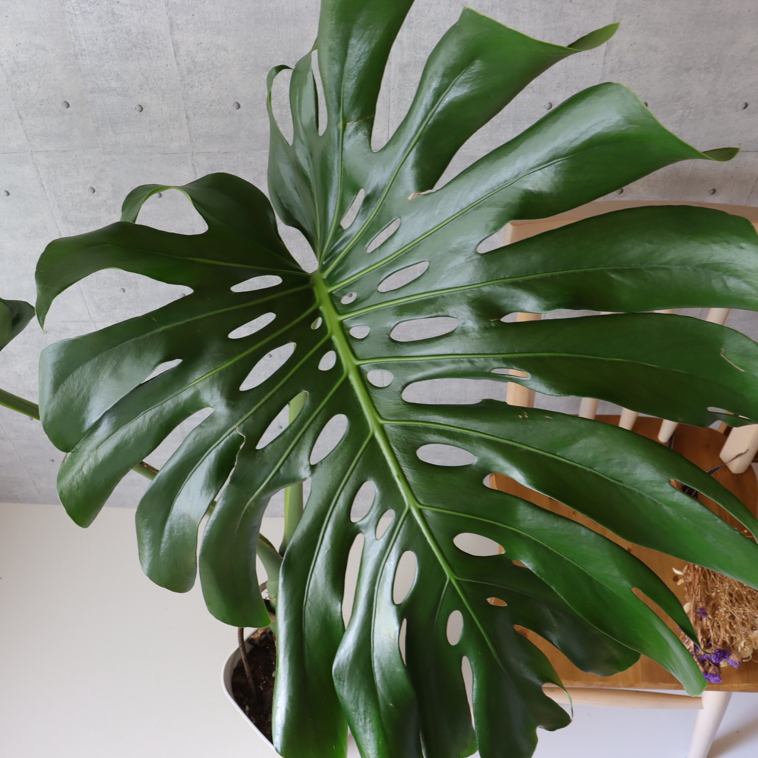 葉の大きさ◎高さ130cm】 モンステラ 葉の大きさ約60cm 観葉植物 室内