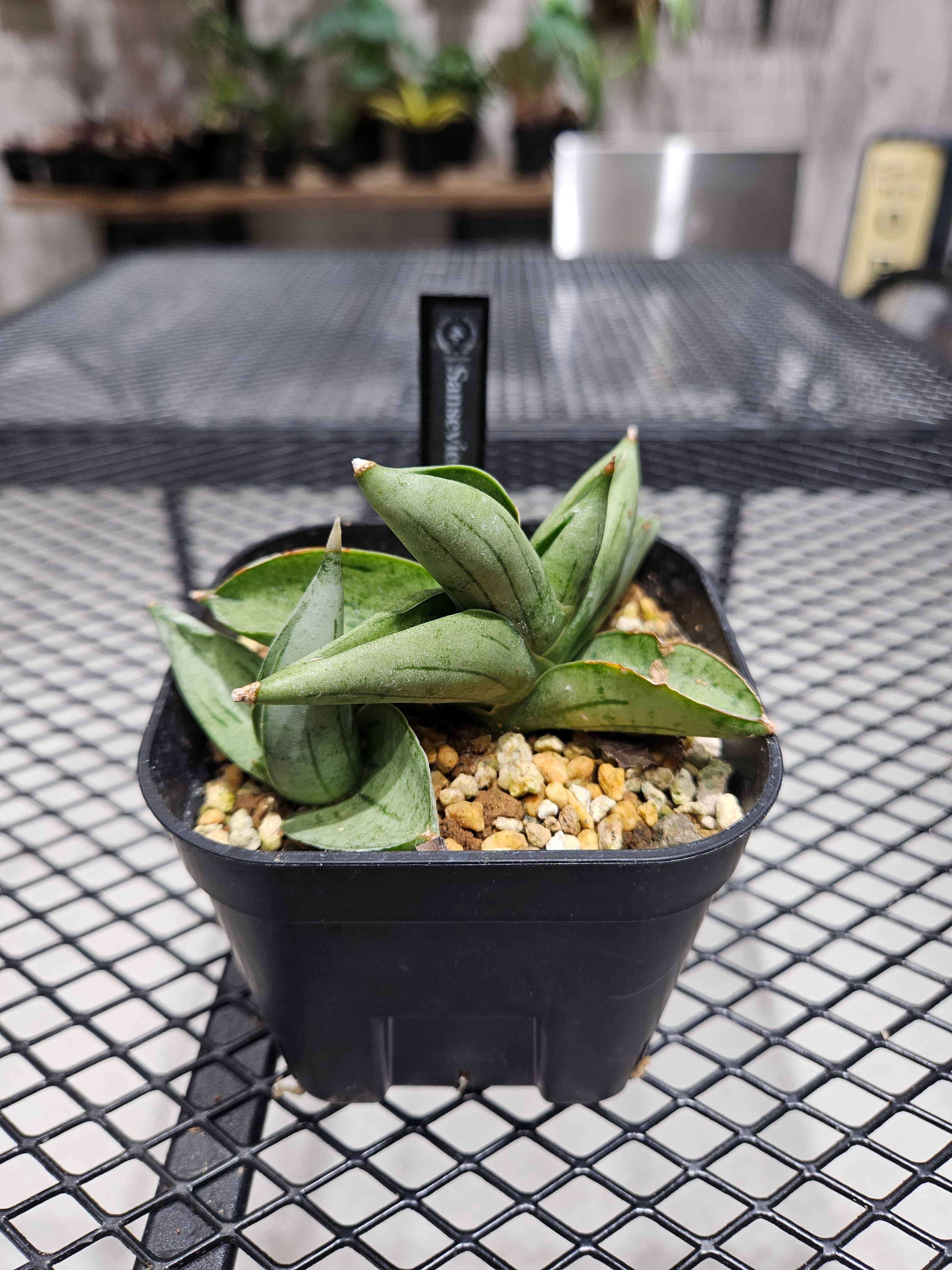 タ*ー様 サンスベリア スノーホワイト 極上斑入り 輸入株 高級SSS級