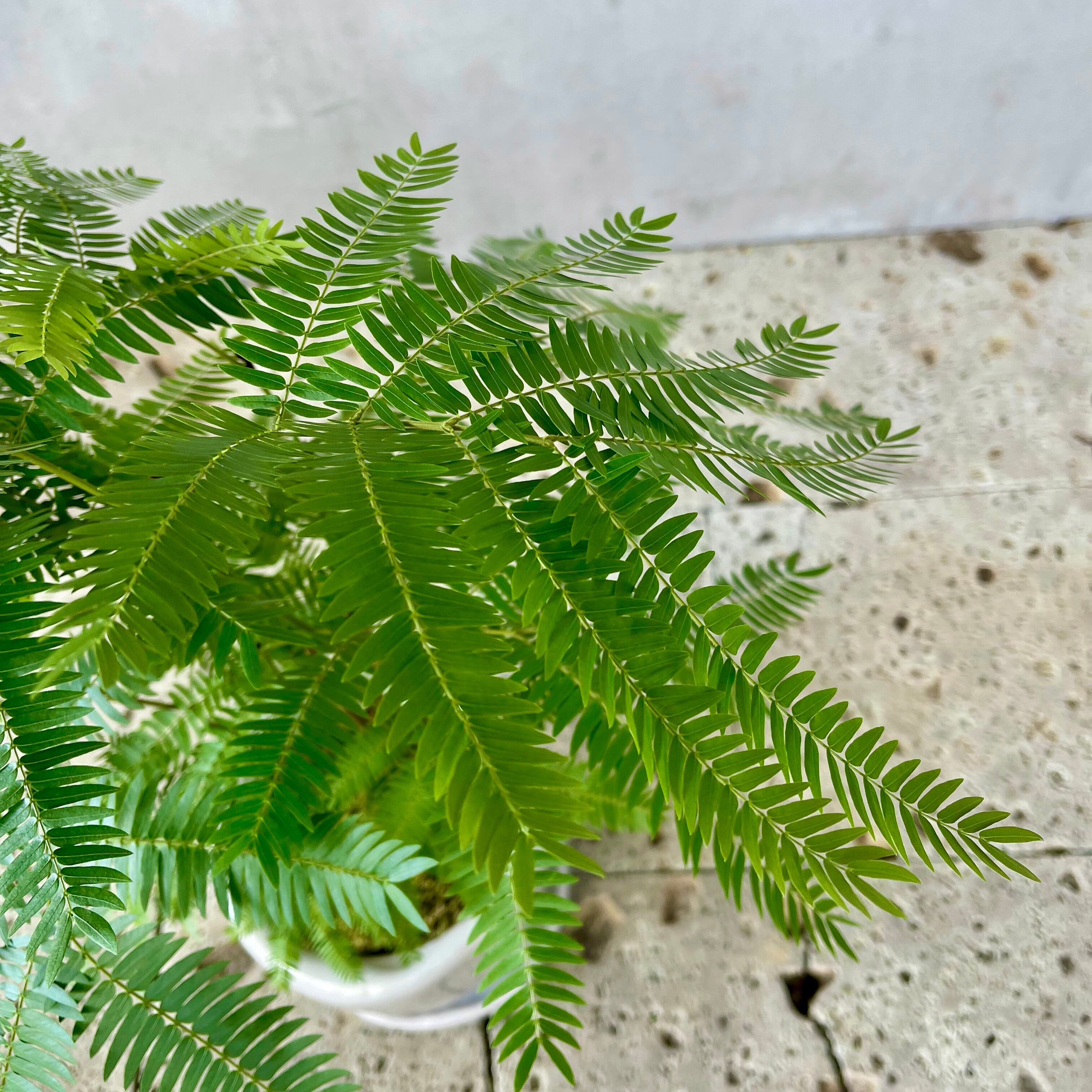 幹太 エバーフレッシュ 盆栽仕立て 7号 陶器鉢 植え込み発送 | HanaGokoro