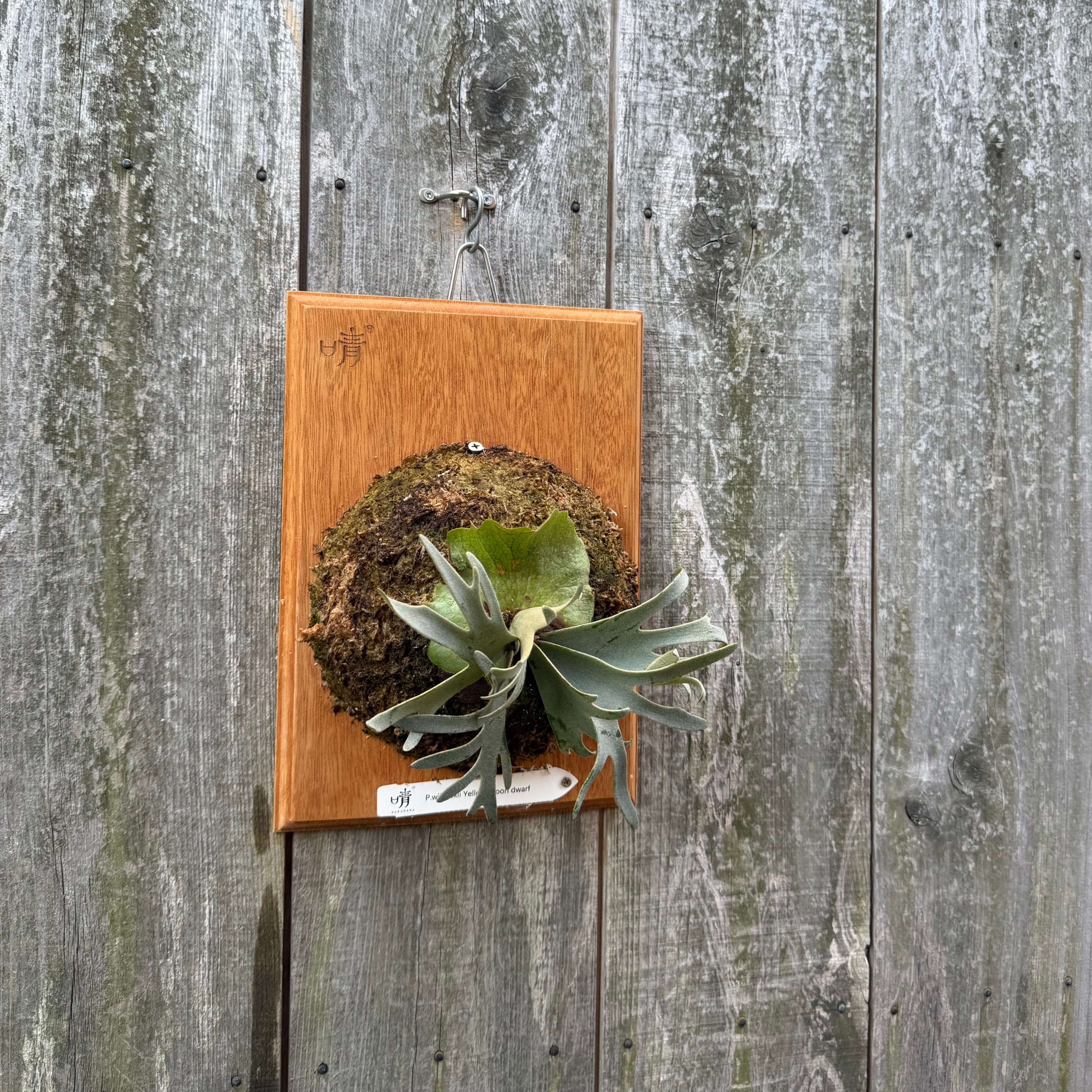 P.willinckii Yellow moon dwarf (from晴花鹿苑) | naturefix