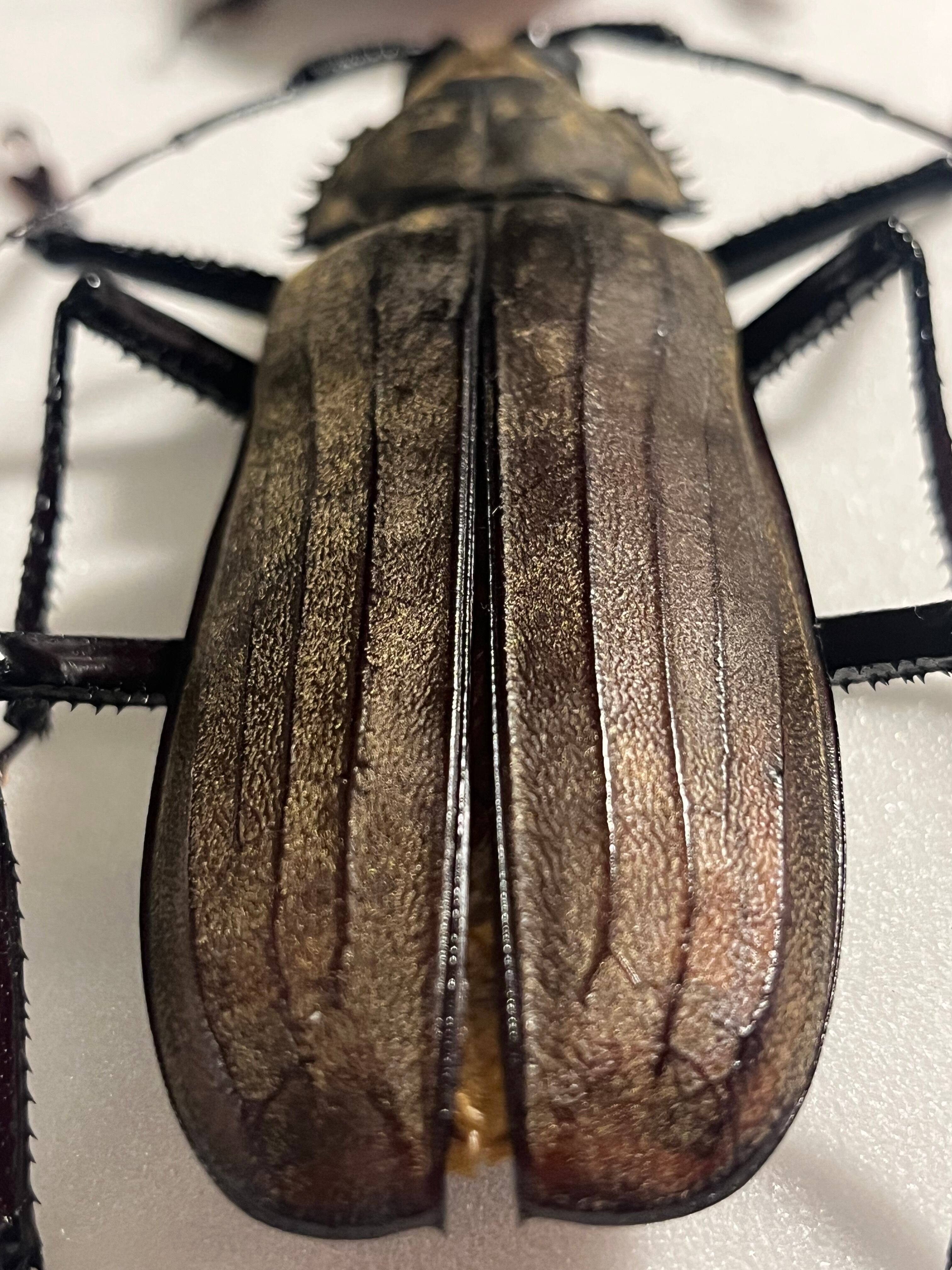 オ*ク様 スジバネトゲフチオオウスバカミキリ 標本 幼虫 オ*ク様 スジ