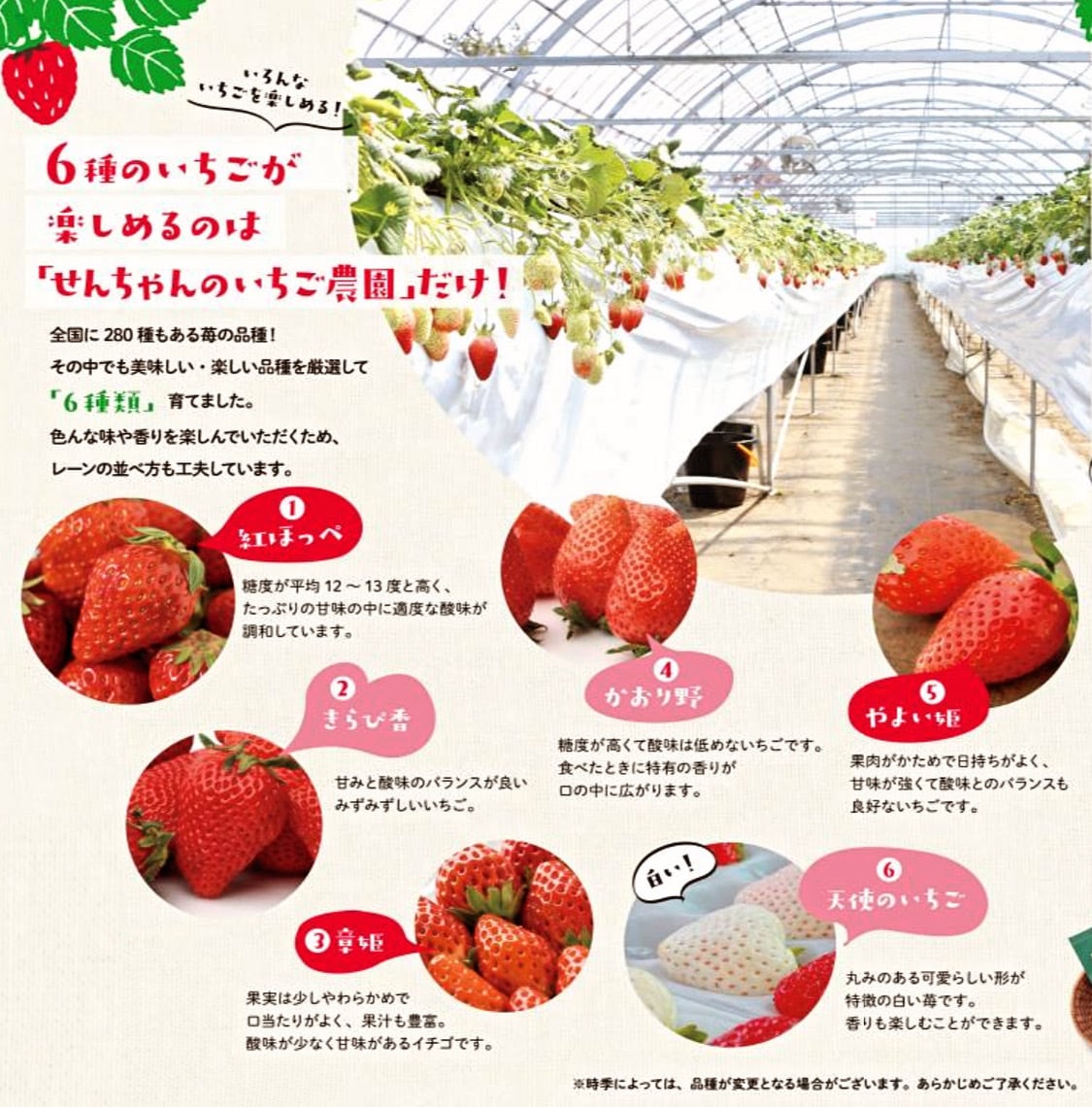 選べる♪】採れたて完熟いちご | 農業生産法人ヤマセン