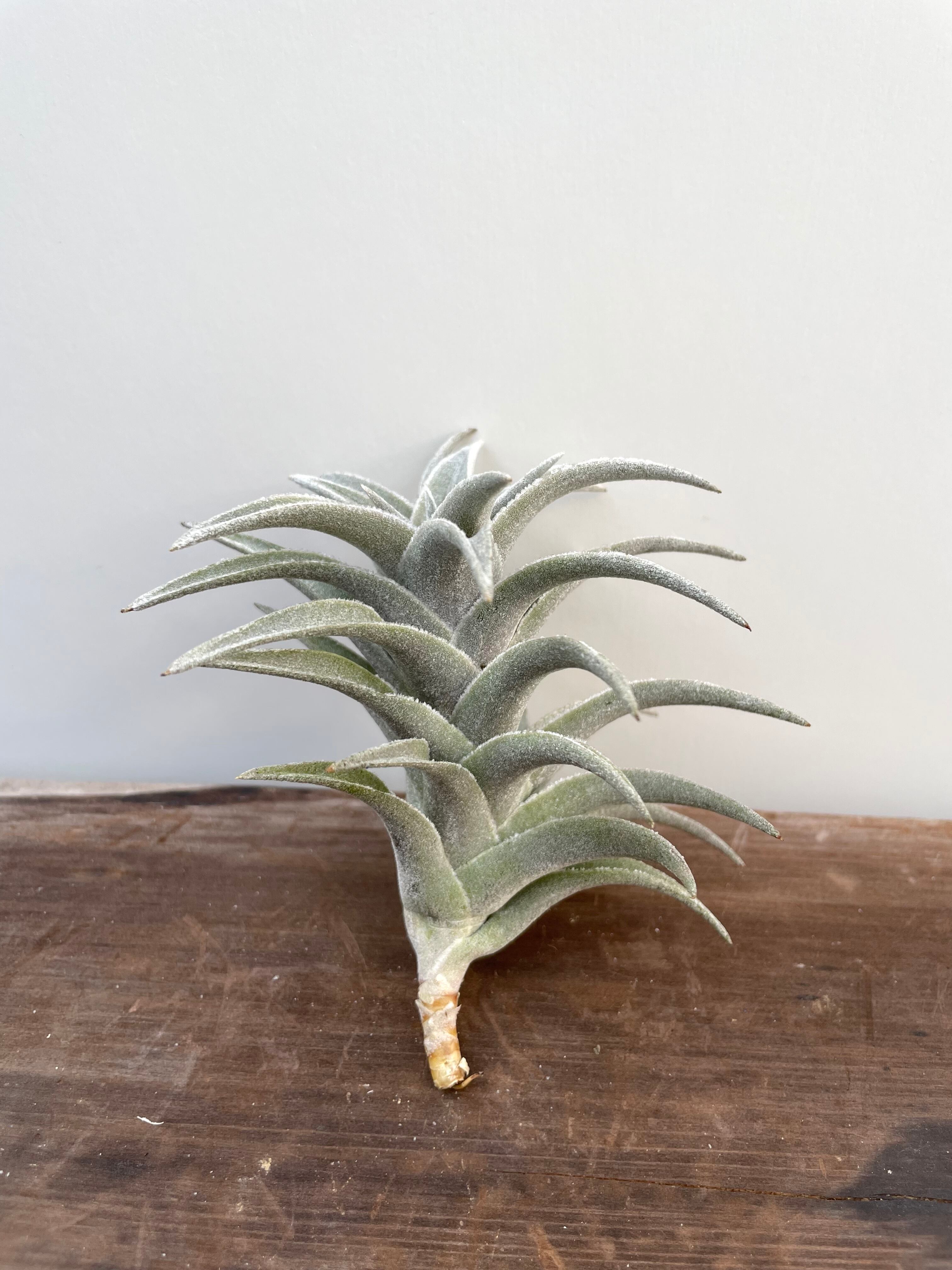 エディシアエ シルバーフォーム② edithiae Silver Form | クルール