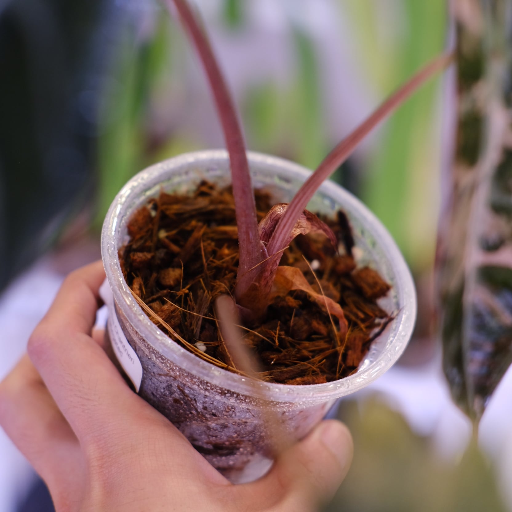 Alocasia chantrieri pink│アロカシア シャントリエリ ピンク⑥│観葉