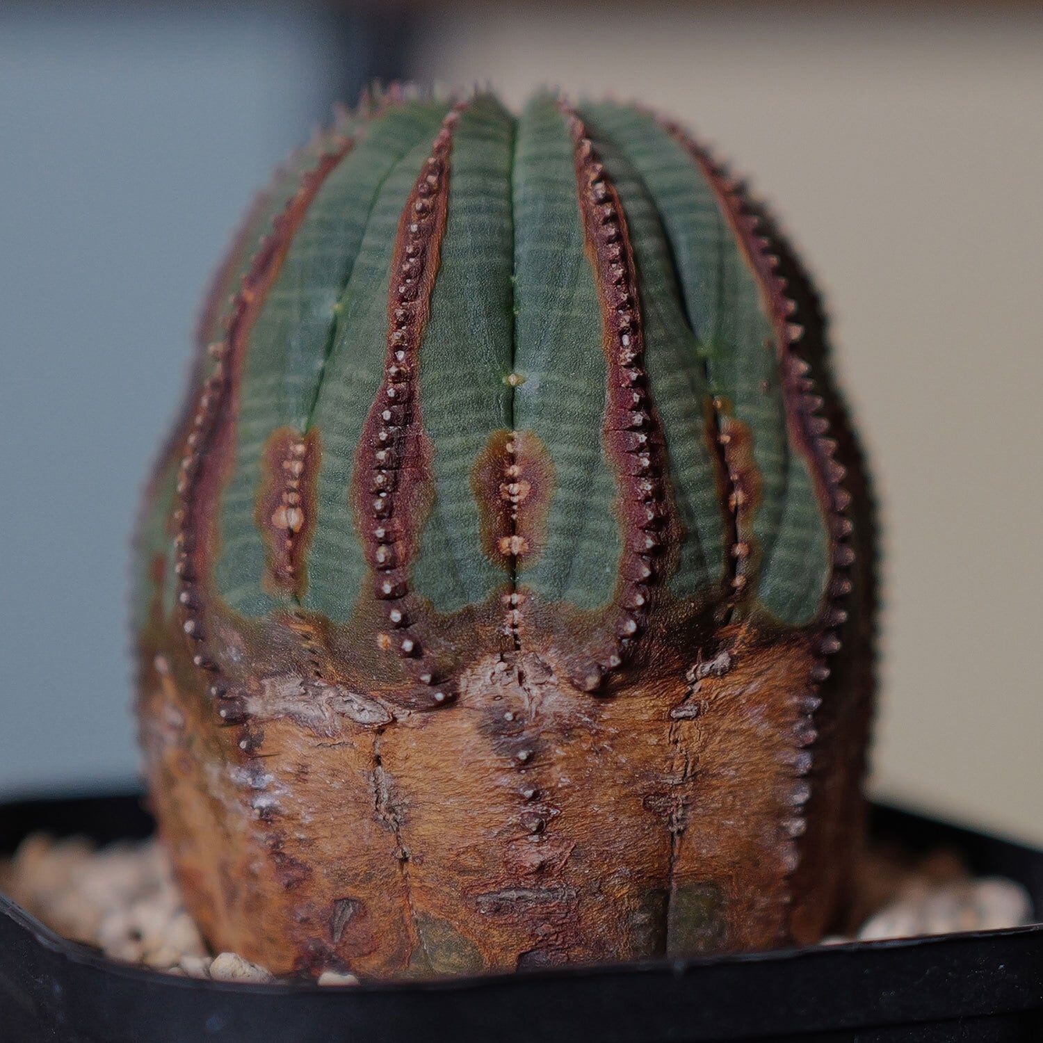 超複稜 12稜 美模様 木質化 オベサ / ユーフォルビア | LIGHTHOUSE