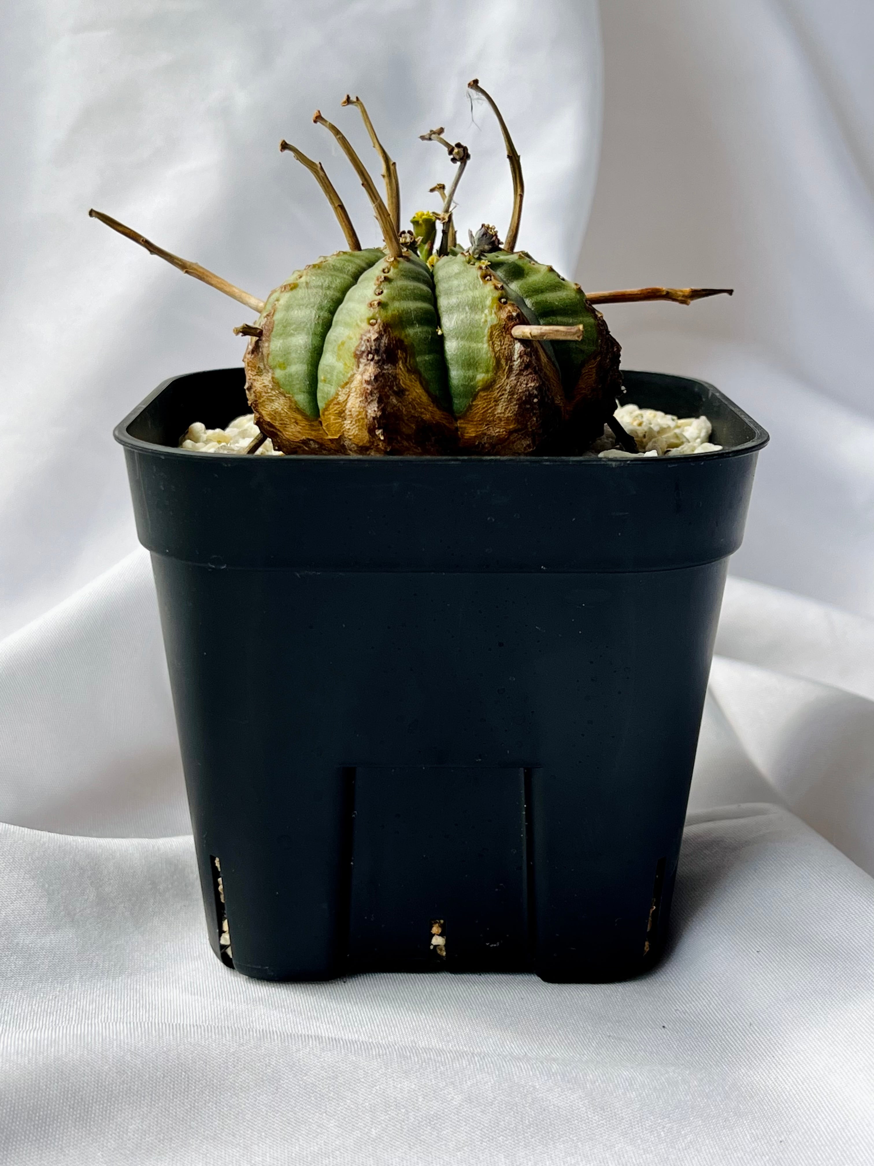 Euphorbia valida ユーフォルビア バリダ 多肉植物 | plants MARU