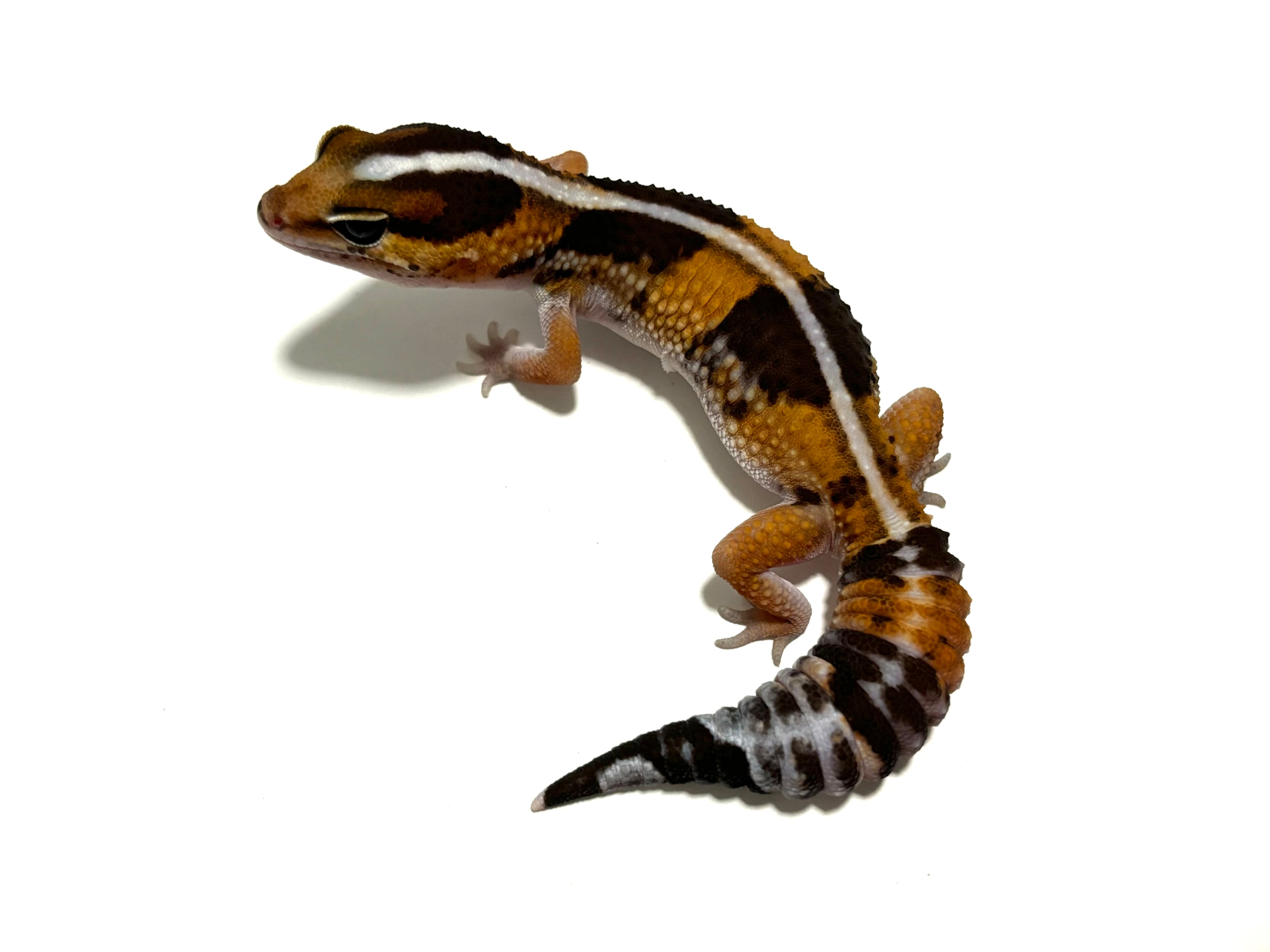 冷凍フタホシML 約780匹600g 冷凍コオロギ | 餌用 コオロギ 通販