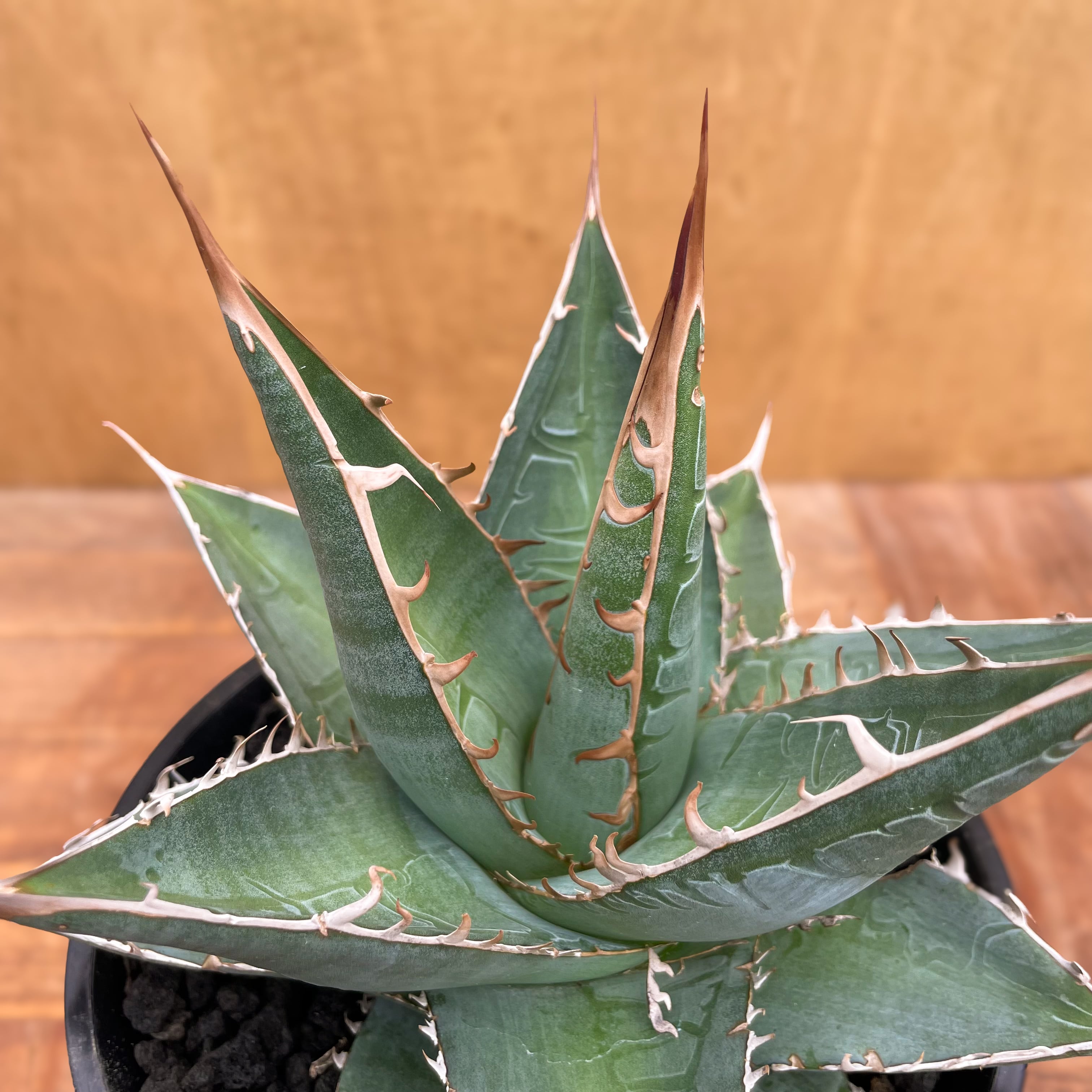 Agave purpusorum【アガベ・パープソラム・帝釈天】 | RIMO'S GREEN