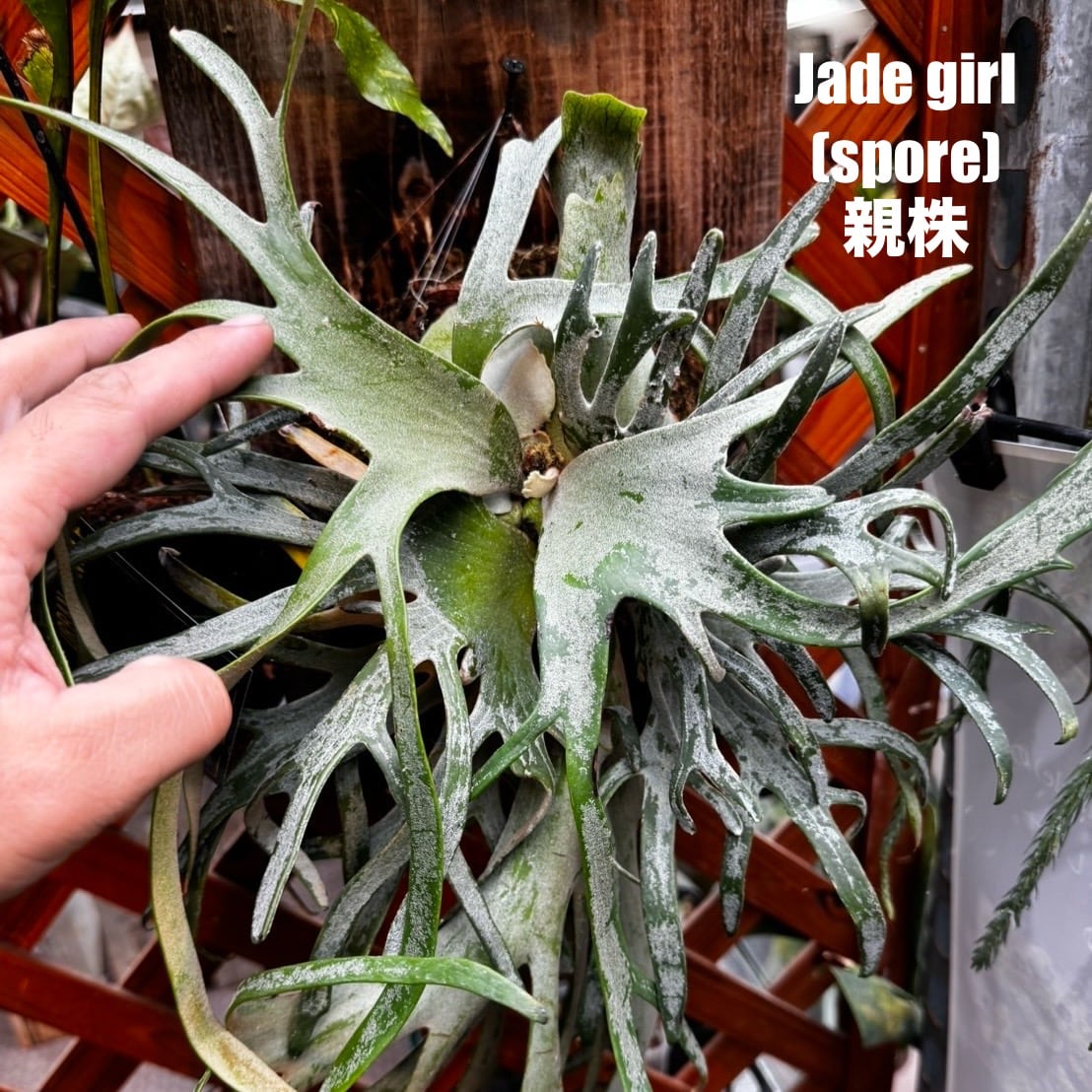 ビカクシダ ジェイドガール P. willinckii 'Jade Girl' spore 板付け