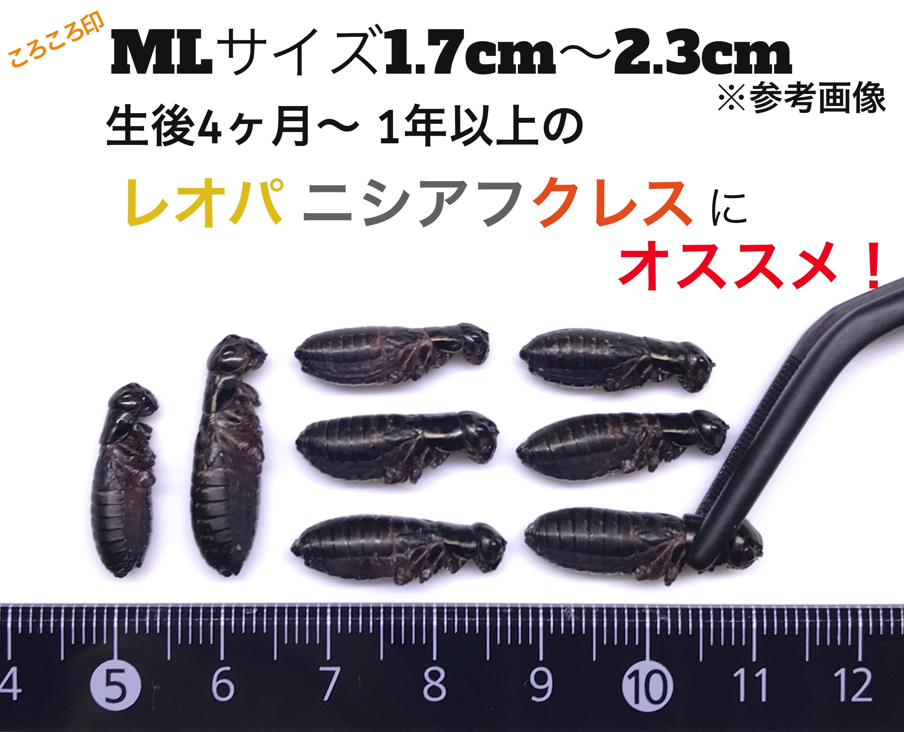 冷凍クロコML約100匹50g冷凍コオロギ | 餌用 コオロギ 通販【ころころ