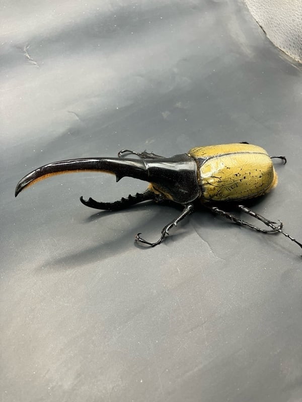 巨大超レア】【死着保証◯】160mm ヘラクレスオオカブト 成虫 オス