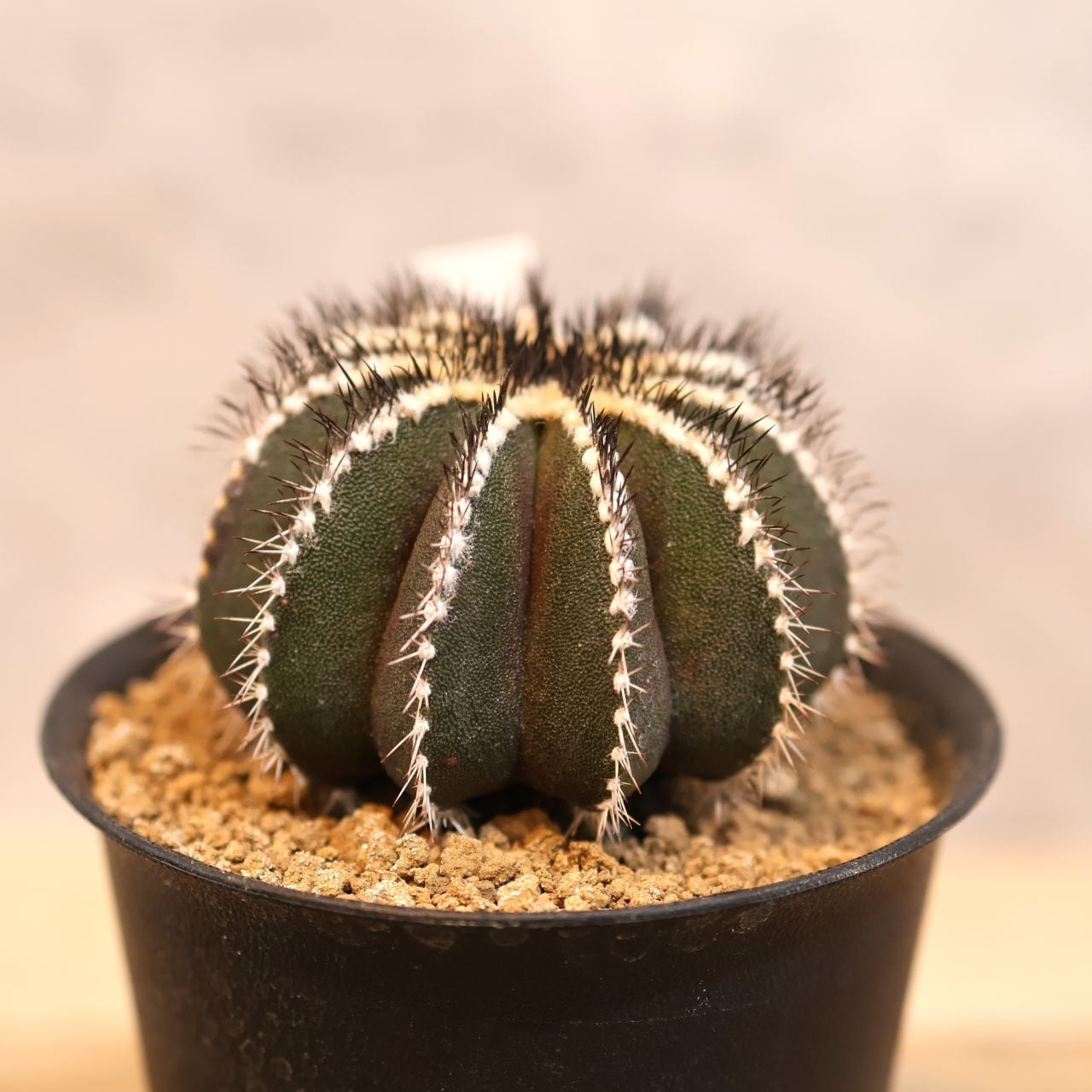 297 ぎゅっとつまった美しさ『サボテン プセウドペクチニフェラ