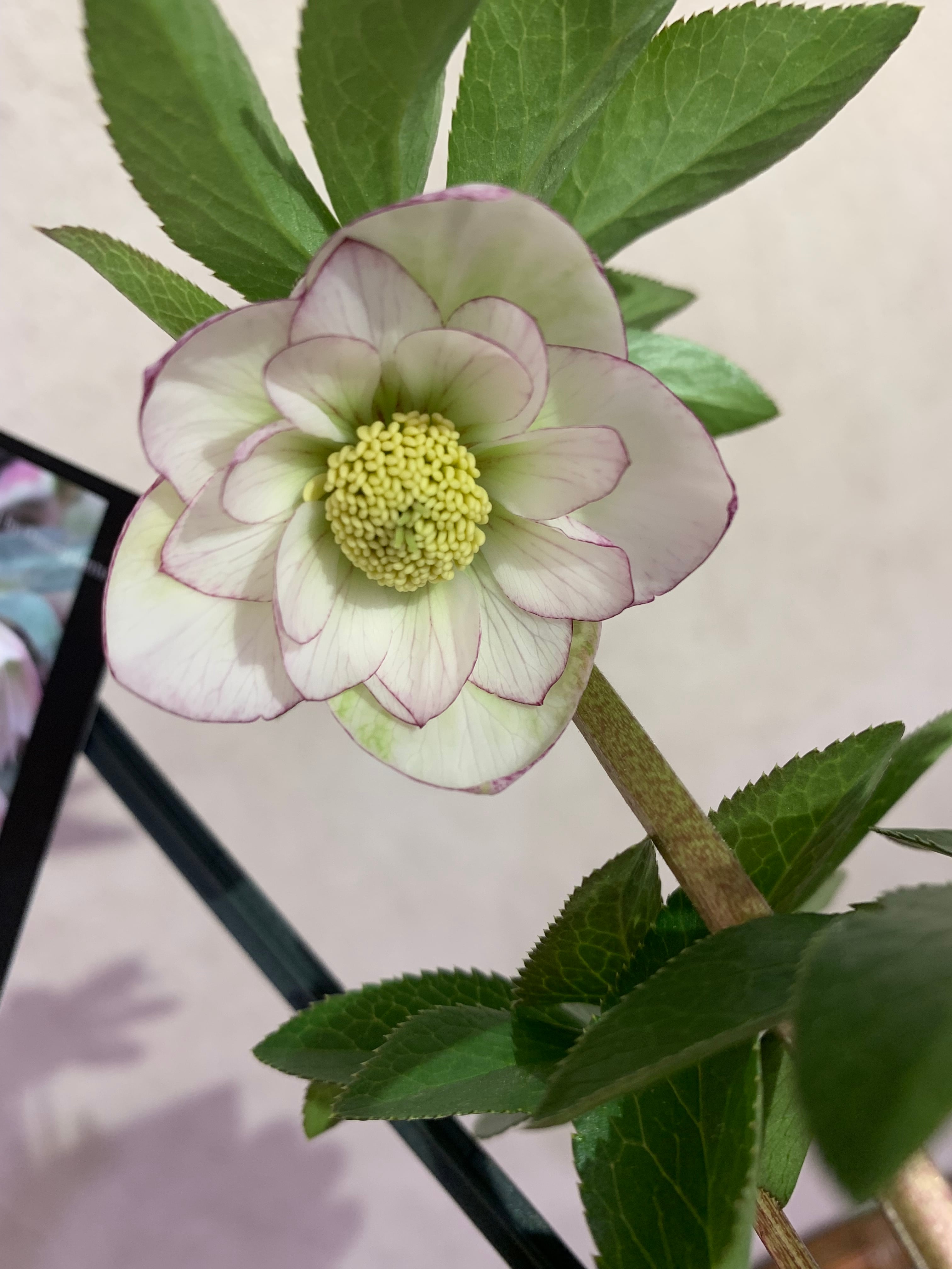 ピコティダブルクリスマスローズウィンターシンフォニースイング24年2