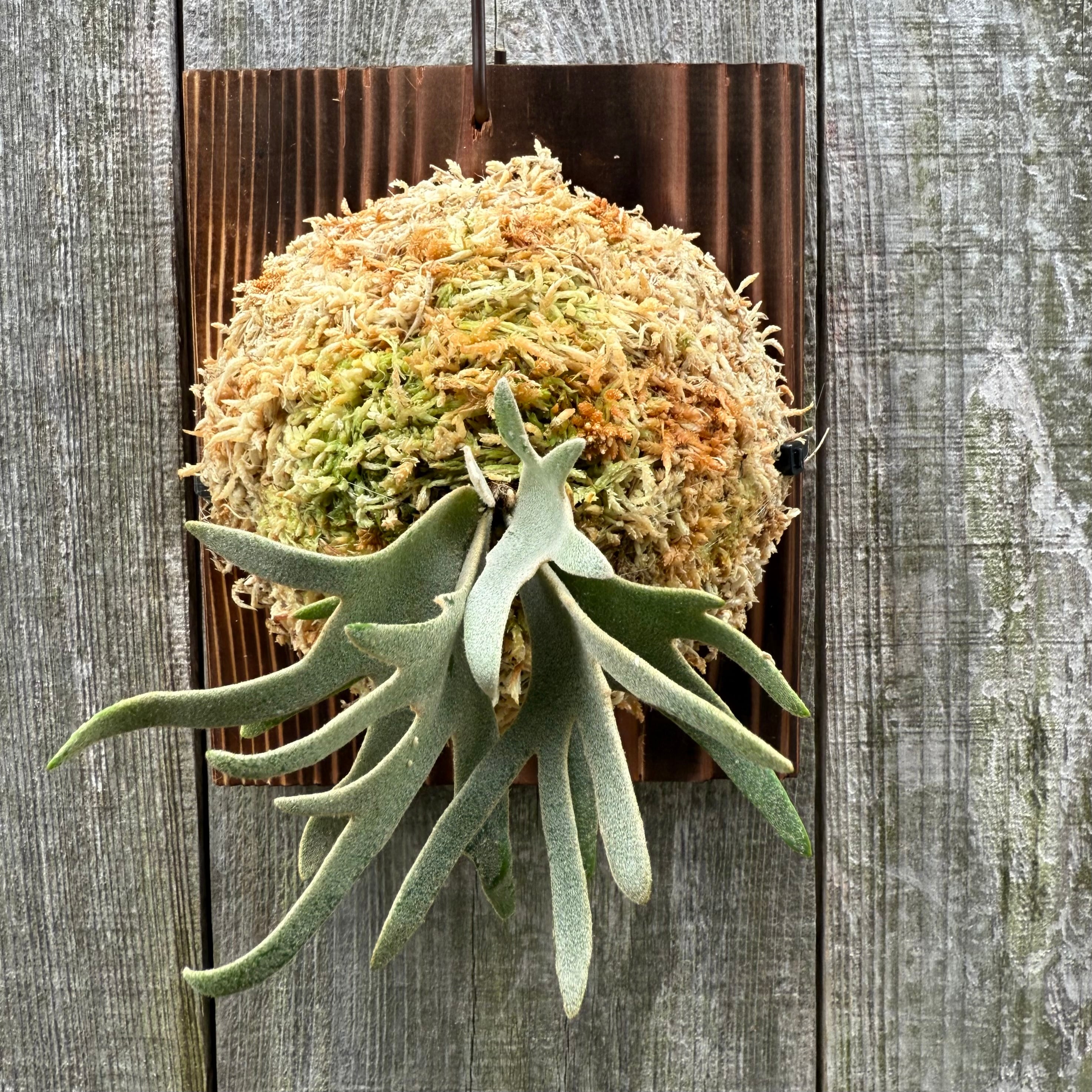 P.willinckii Totoro sporeling | naturefix