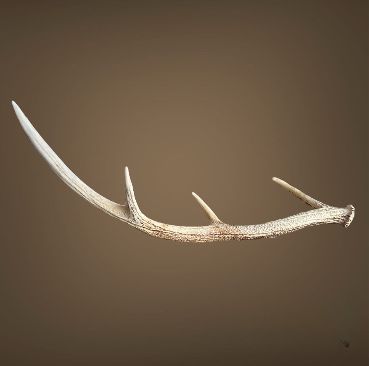 鹿の角(フック付き) 70cm【同梱不可】 | あぎょう