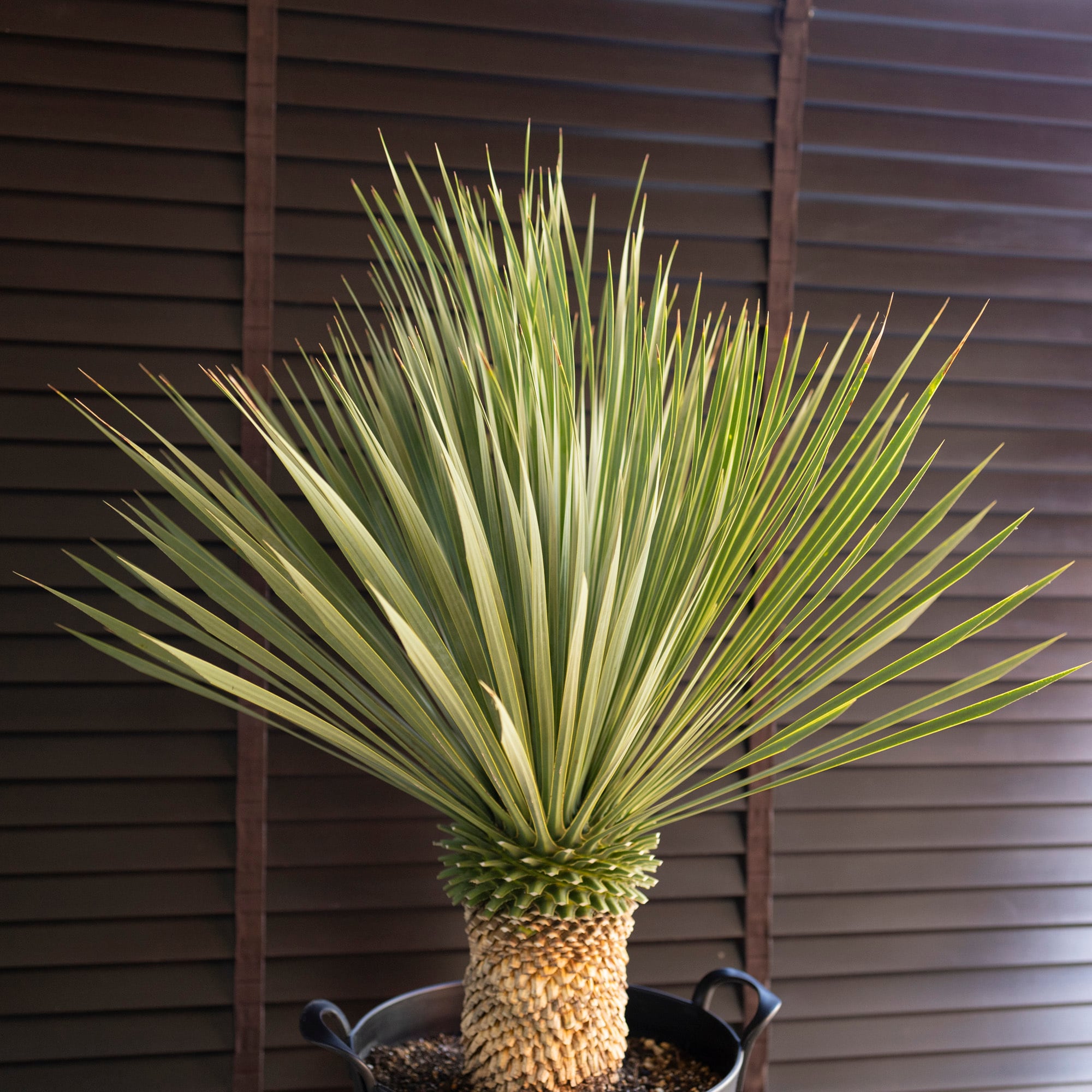 ユッカ ロストラータ Rostrata 10号 株立ち 観葉植物 シルバーブルー