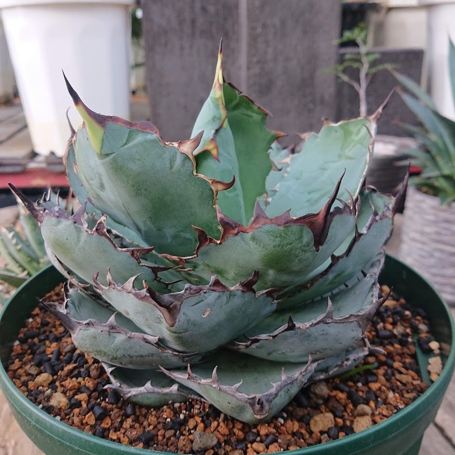 no.6 アガベ チタノタ ブラックアンドブルー 子株付き Agave titanota