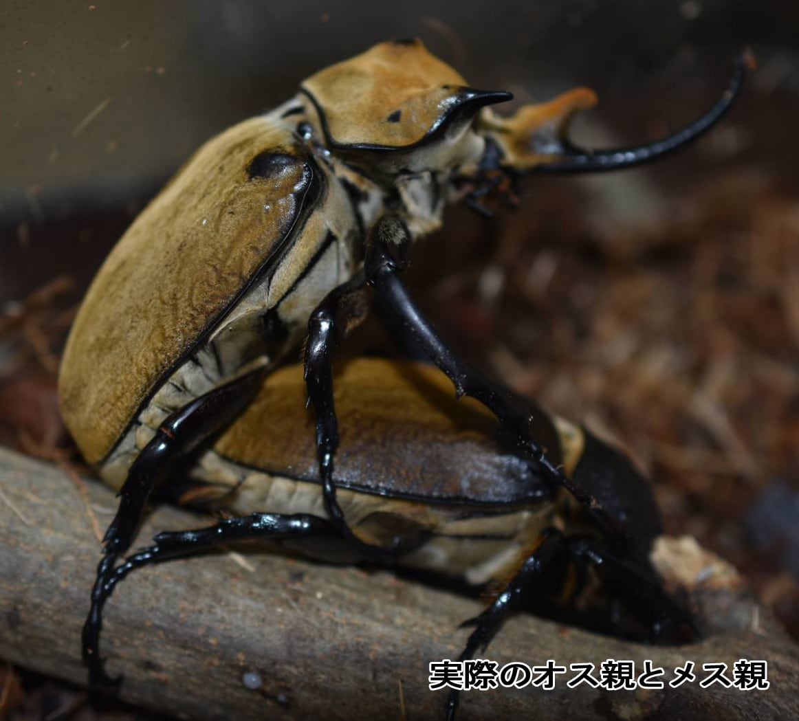 入手困難！イイジマゾウカブト 3令幼虫 ペア | 輝心堂 最高級菌糸瓶