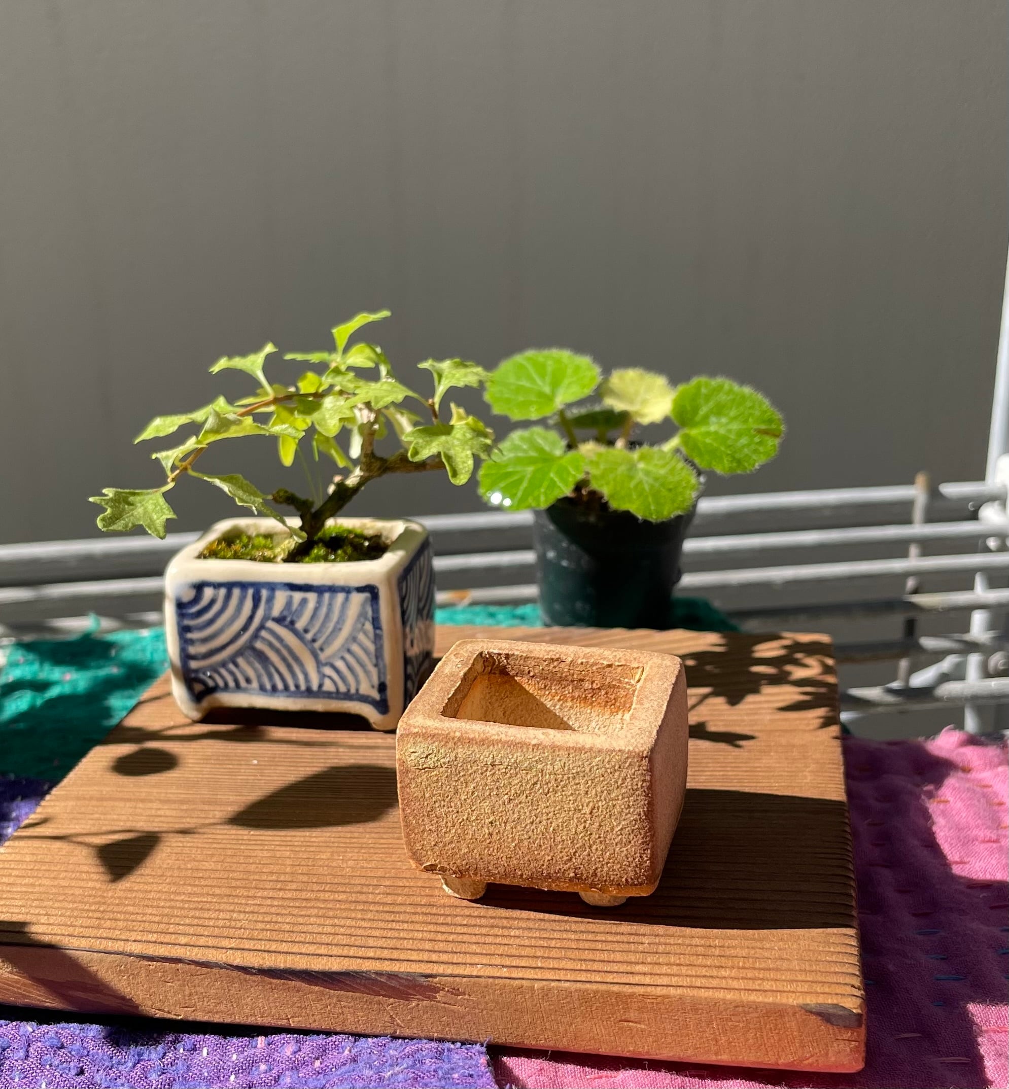 もぐさ土 黄瀬戸釉 四角鉢 | Jaguar Design Factory カワイイ盆栽