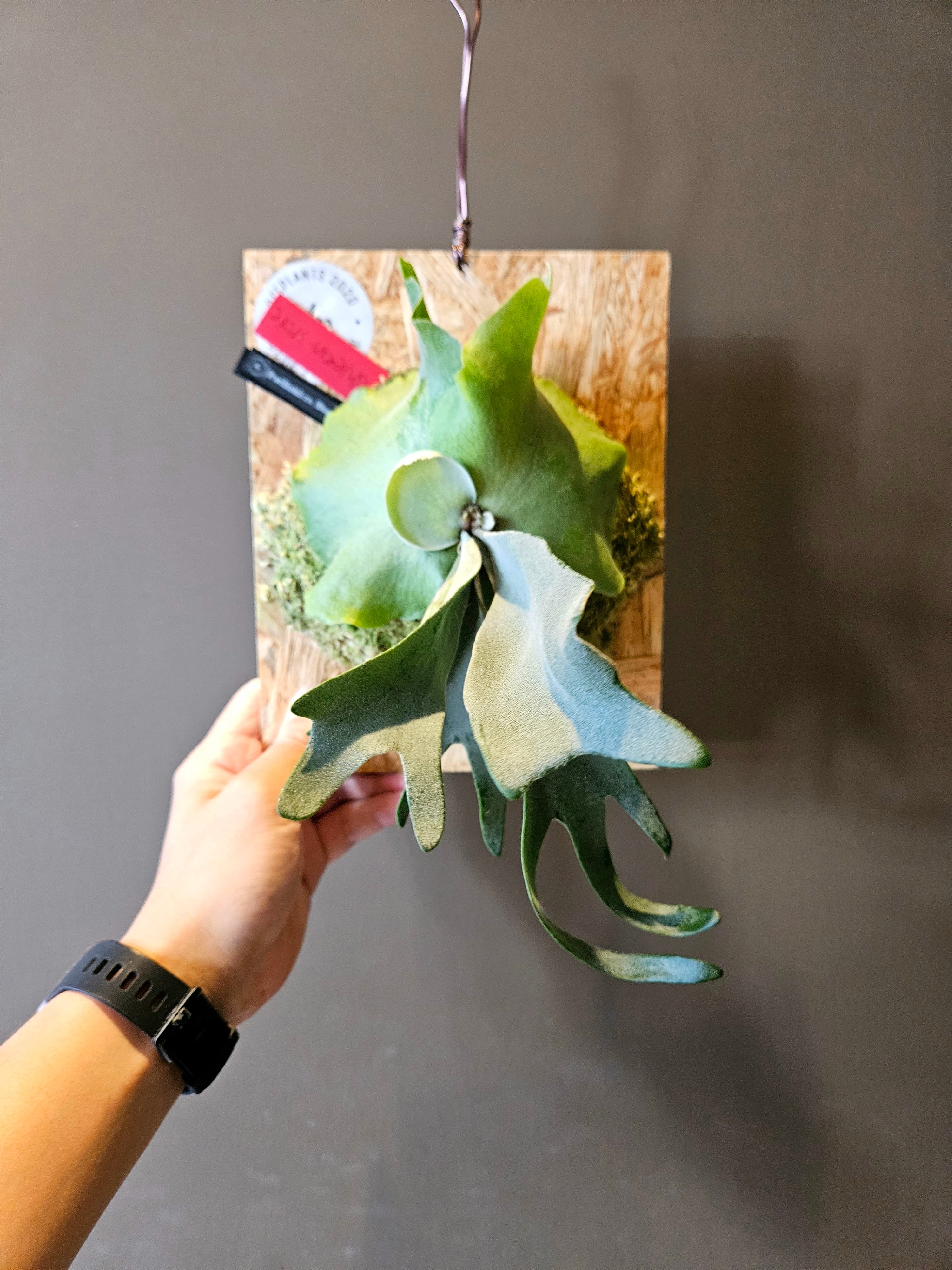 P.willinckii cv. Blue Queen Sporelings【artPLANTs】ビカクシダ