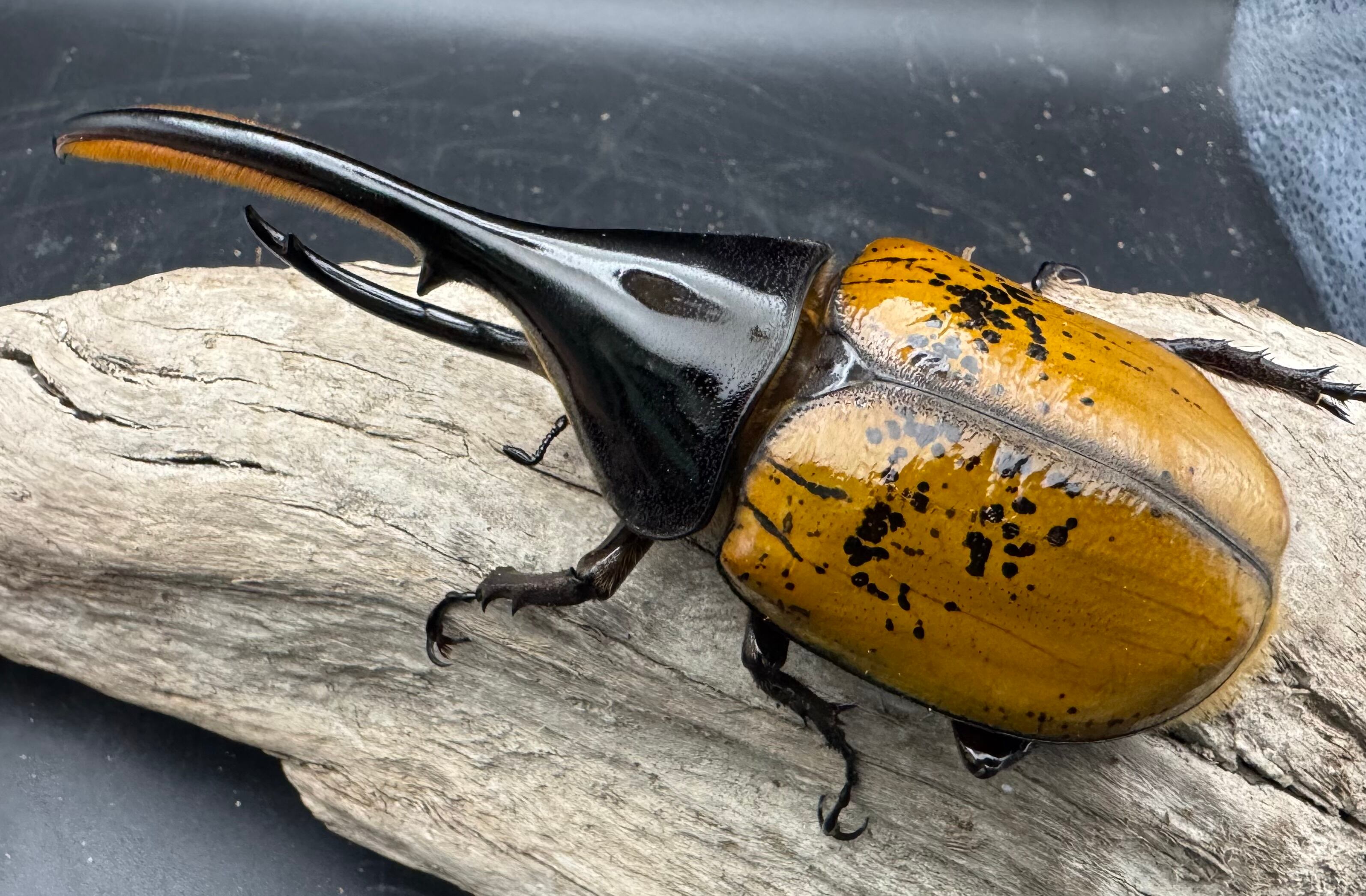 ヘラクレス・エクアトリアヌス 煌血統 128mm B品ペア》inohiro109氏