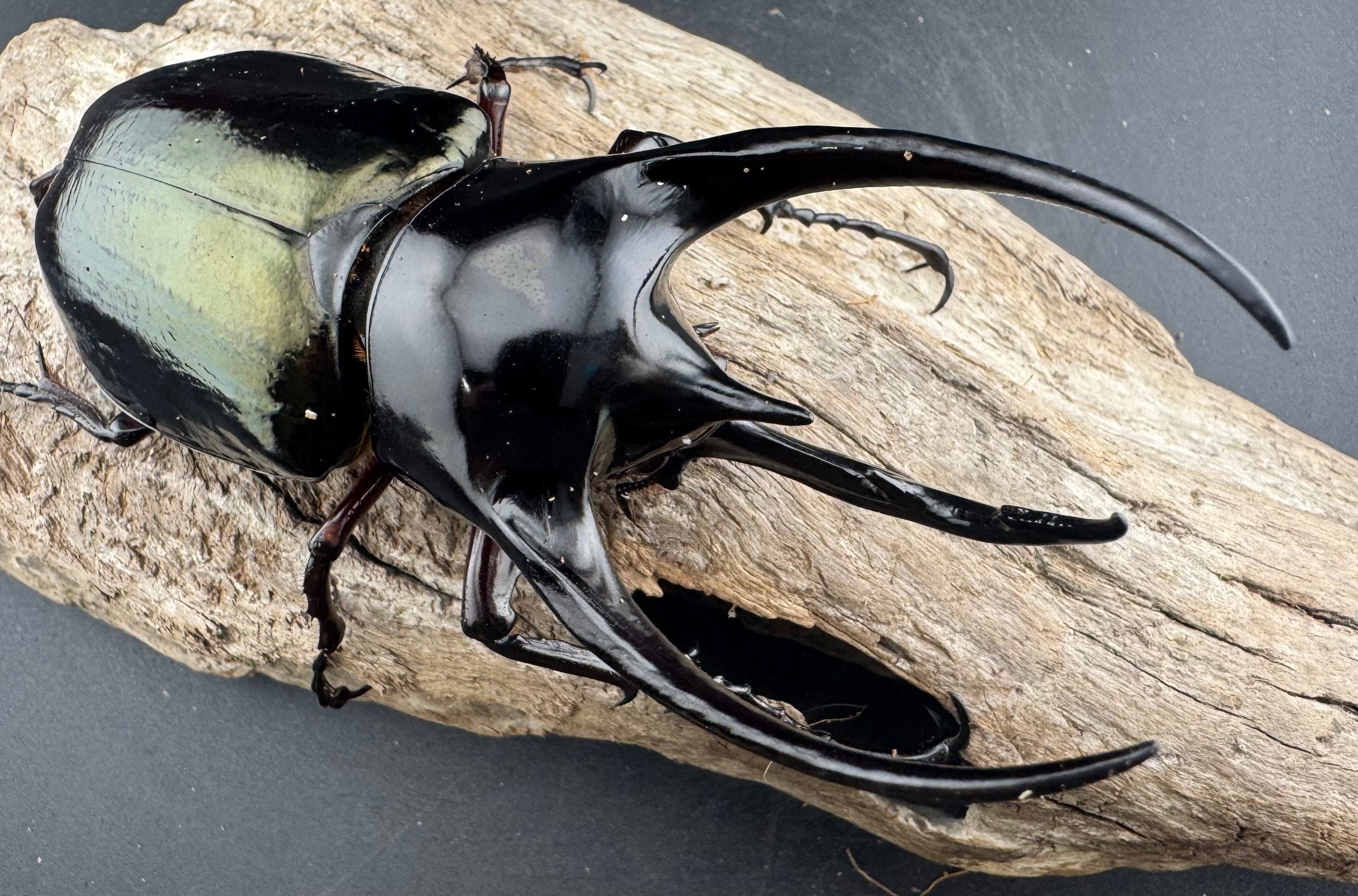 WD】《ジャワコーカサスオオカブト 112mm ペア》 | KPW公式オンライン