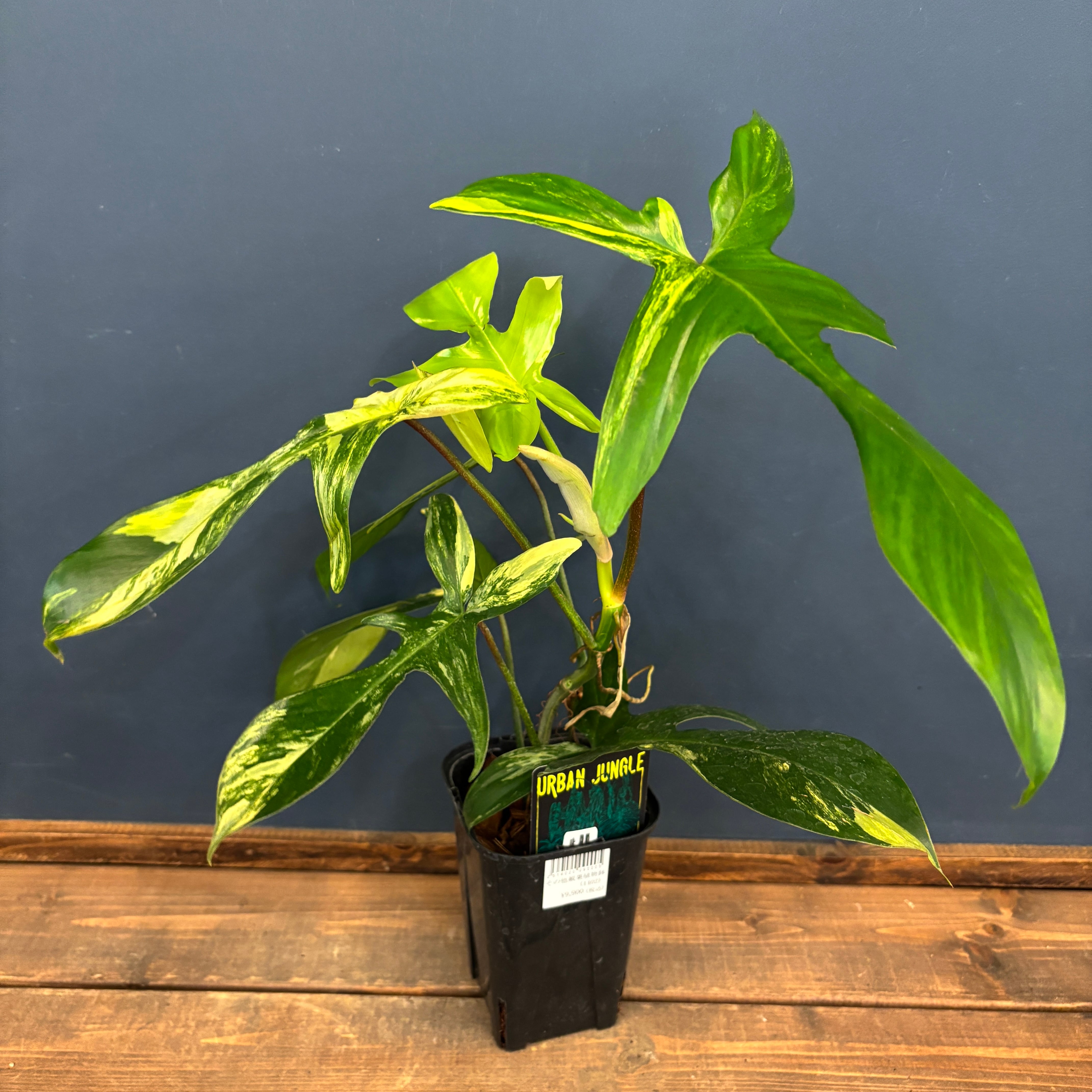 フィロデンドロン フロリダビューティー【807】 | PROTOLEAF プロトリーフ