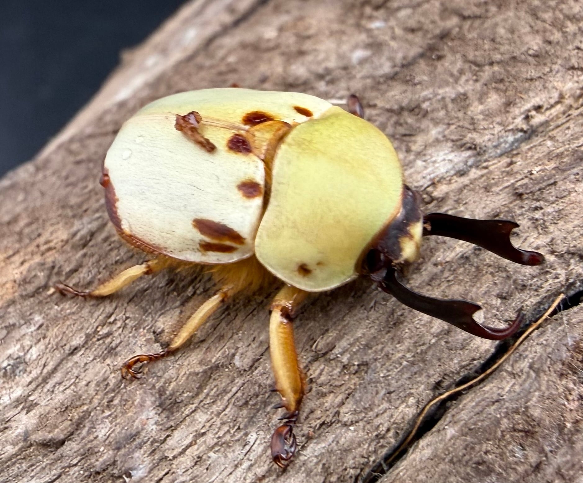カツラクワガタコガネ 20.5mm ペア》 | KPW公式オンラインショップ