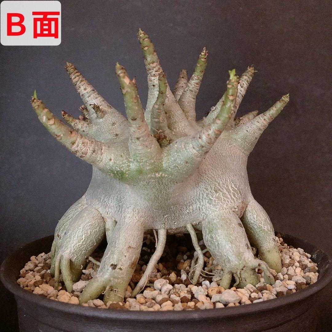 極美タコ足/極太/塊根植物】アデニウム タイソコトラナム タコ足仕立て