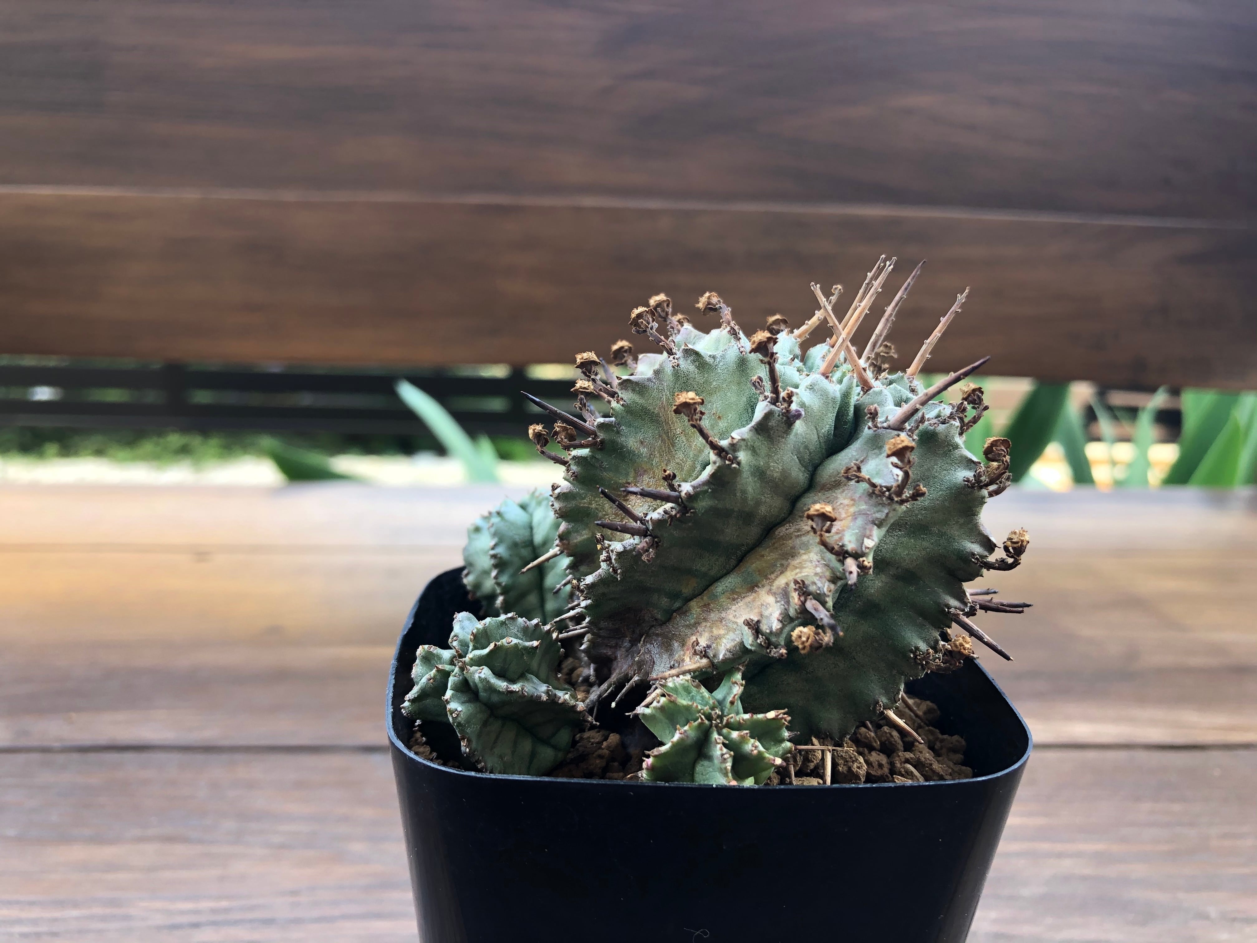 Euphorbia Horrida ユーフォルビア・ホリダ ゲンコツホリダ 多肉植物