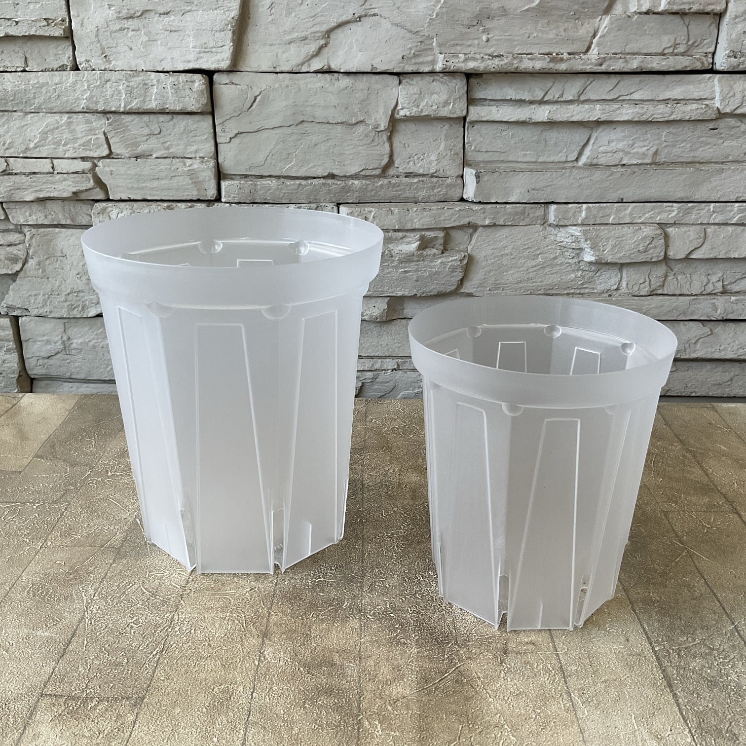 ☀️【Helleborus thibetanus】☀️4号スリット鉢ロング植え スリット