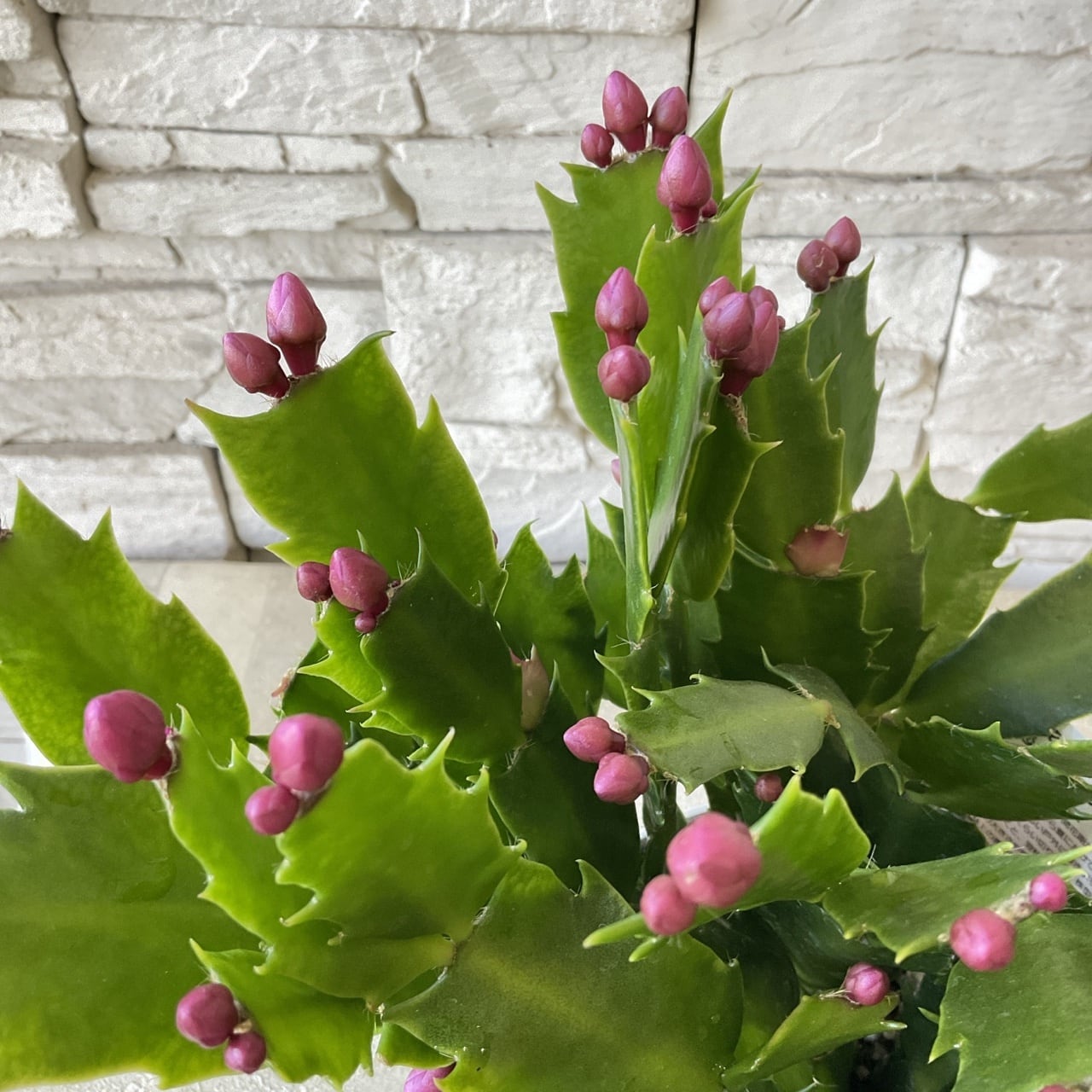 1607d9756d616576498e79357e34d1